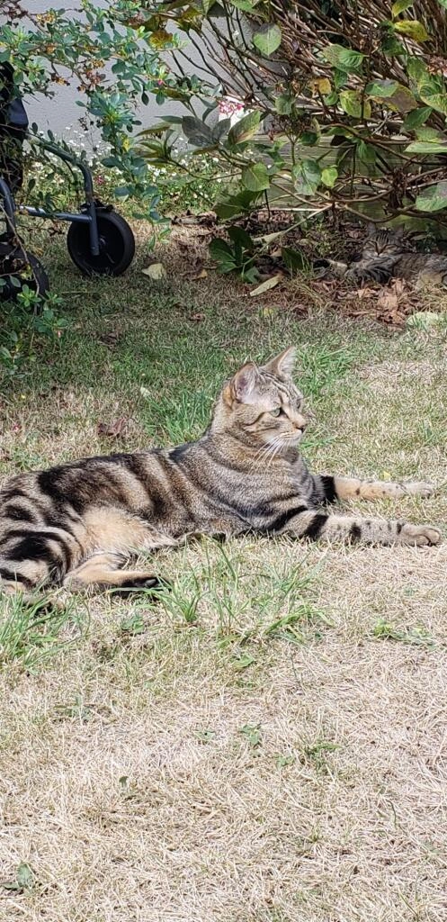Chatouille - Rue Jacques Hillairet, Paris
