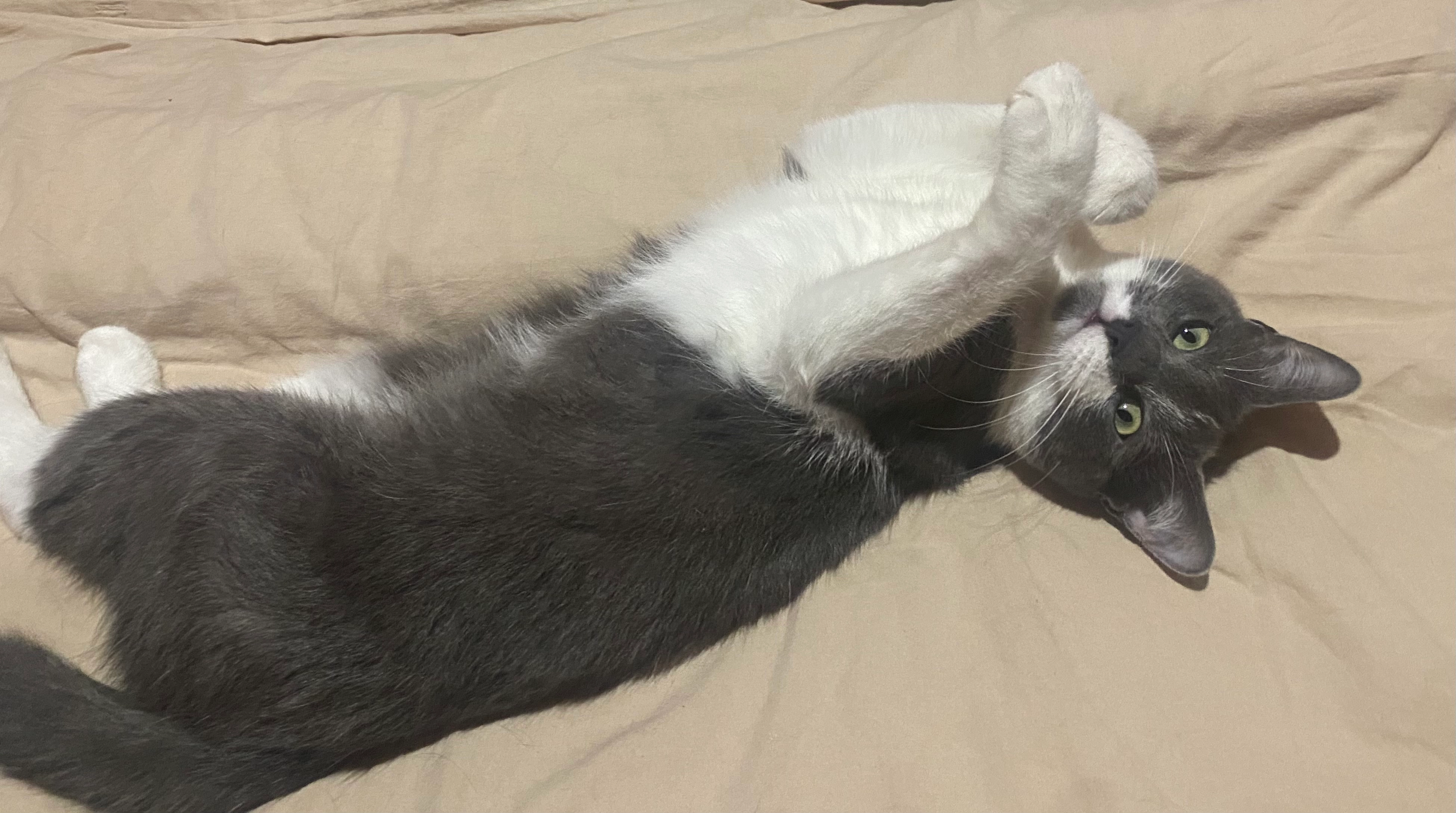 bella - Route Nationale, Bouville