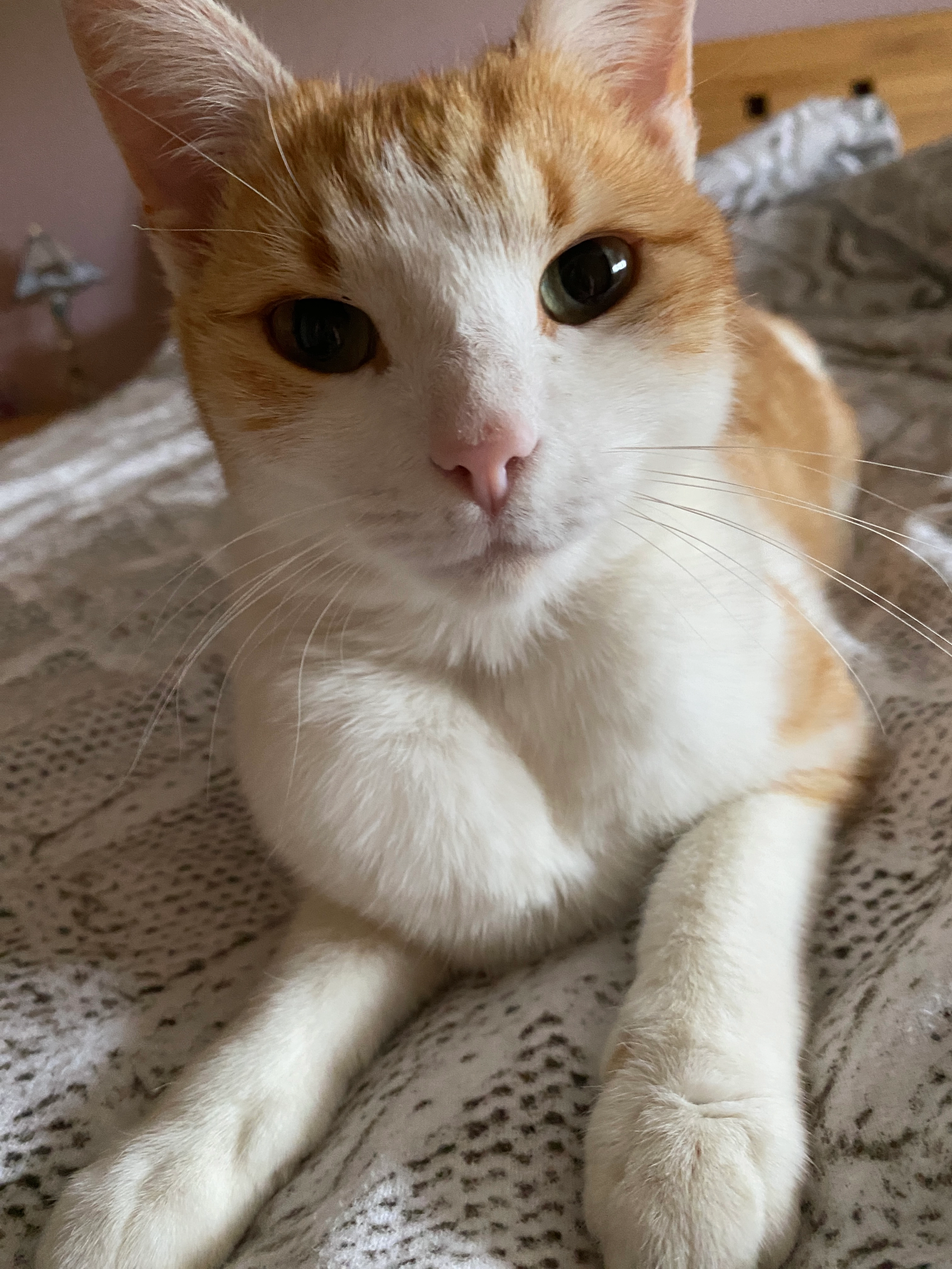 Lisi - Falkenweg, Thalheim bei Wels