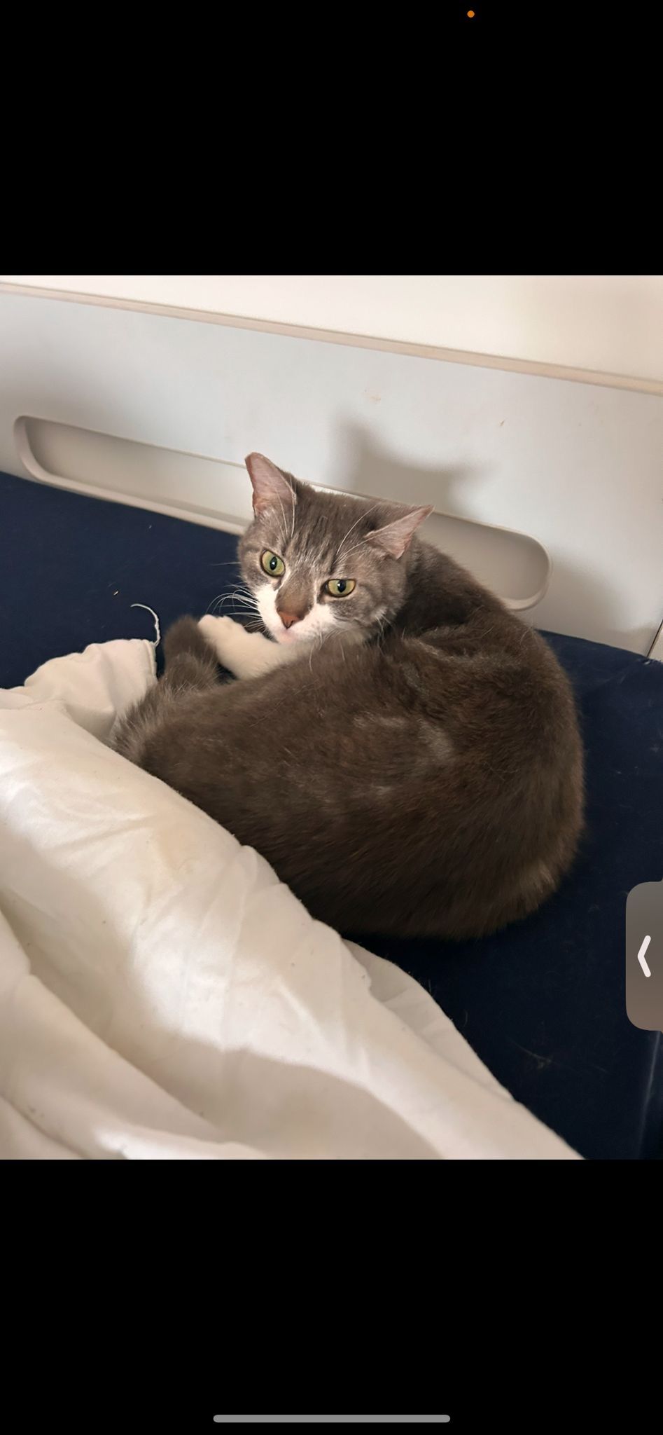 Whiskers - PE10 0, Bourne