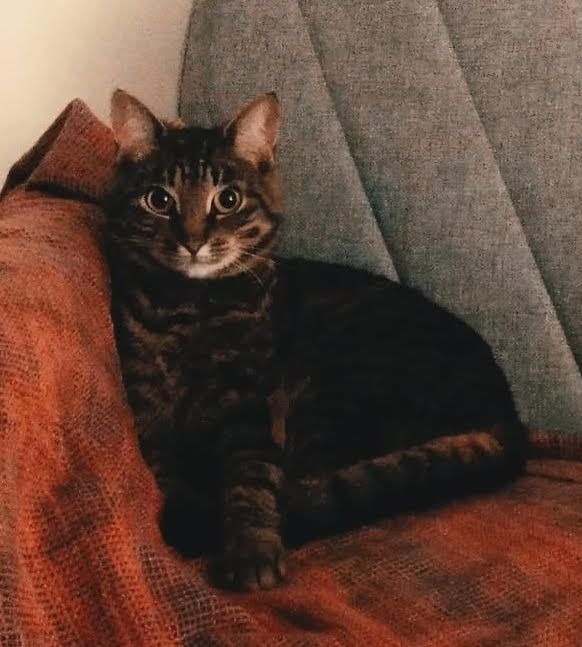 Kosza - Dykova, Prague