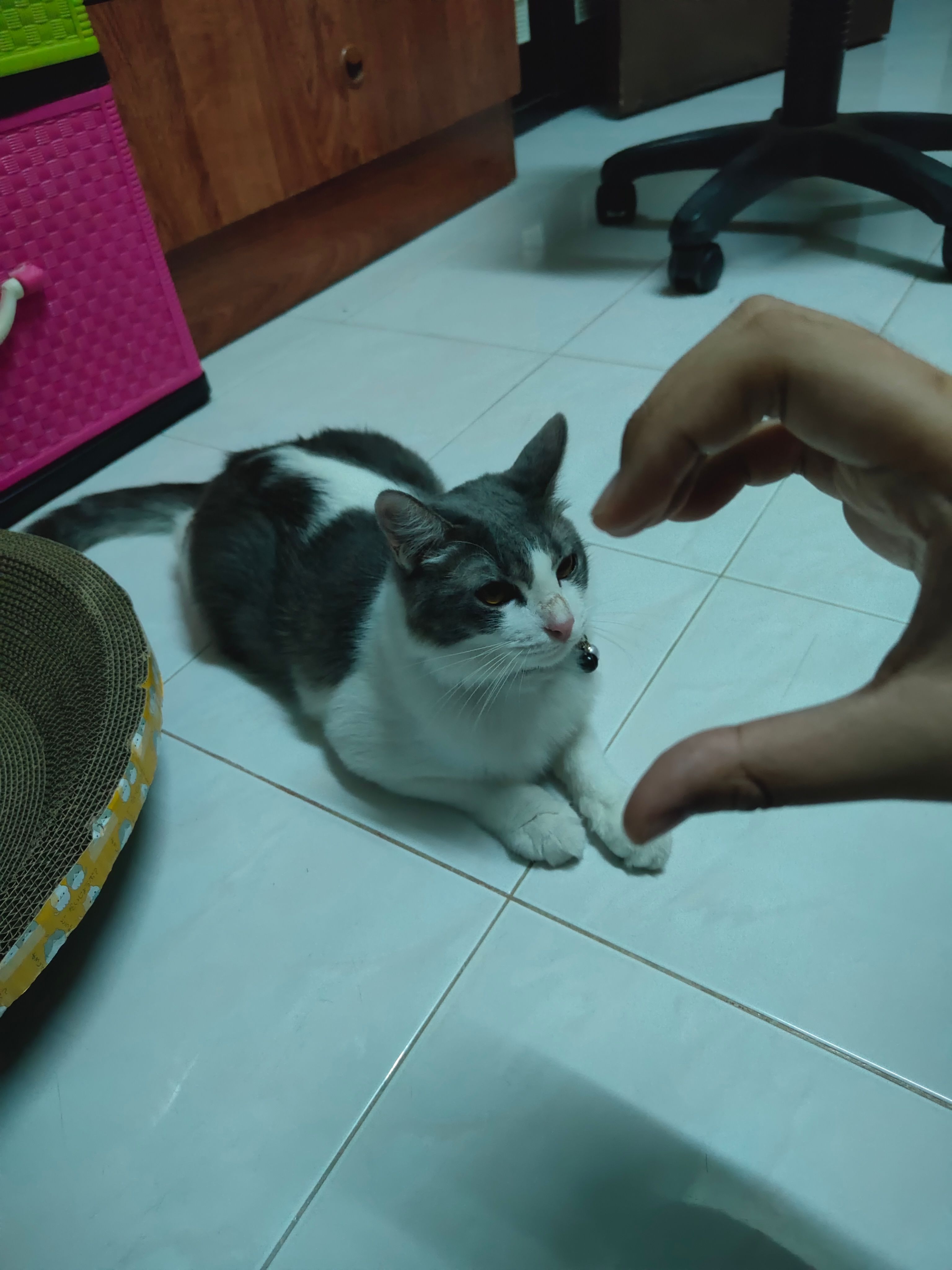 Oreo - 75350, Malacca