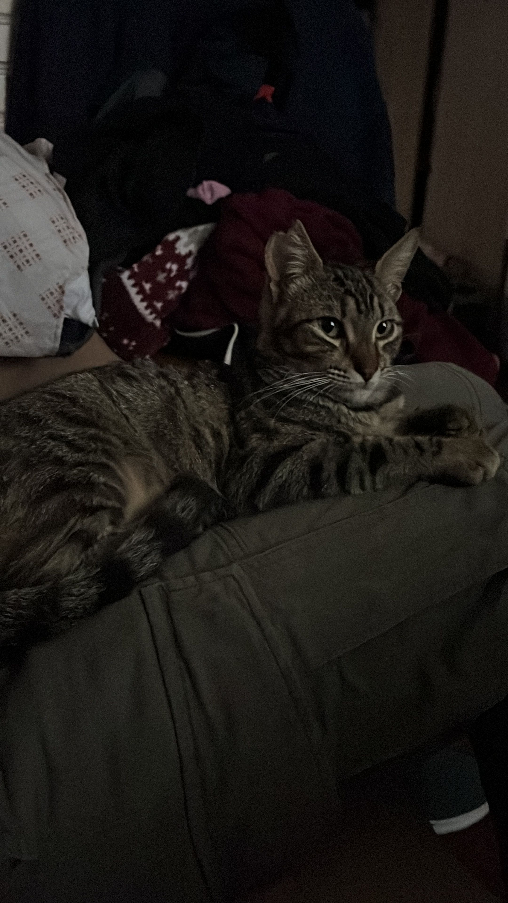 Tequila - Calle de Pamplona, Melilla