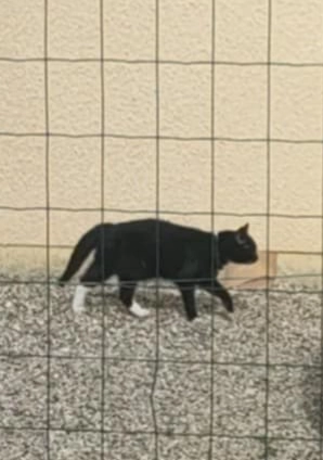 Zazou - Domaine Du Haut Vignaud, Lignan-de-Bazas