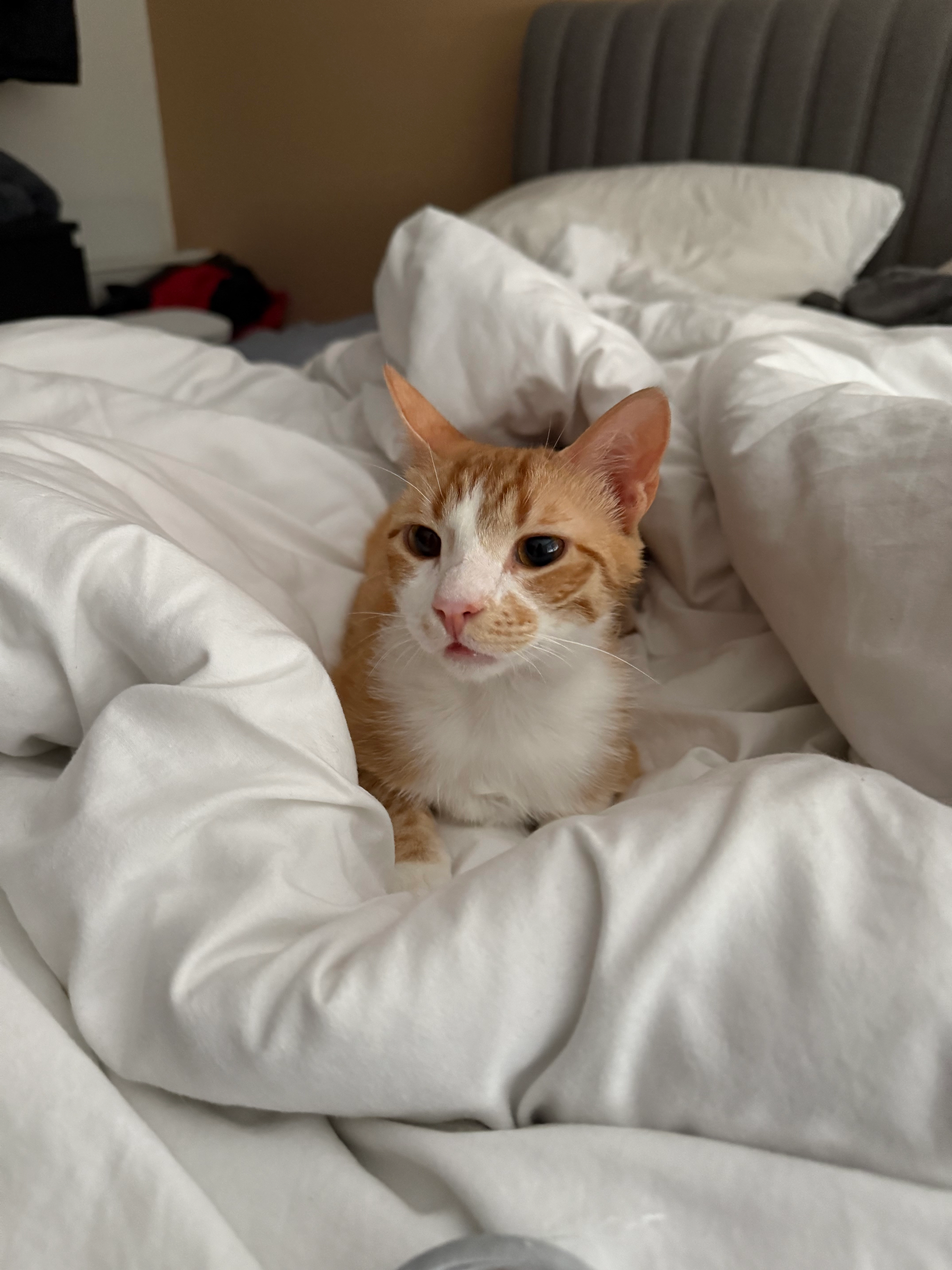 Yuki - Hermann-Stehr-Straße, Bergheim