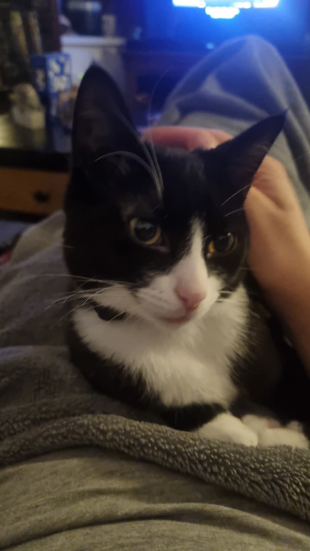 Nora - North Hill Road, Swansea