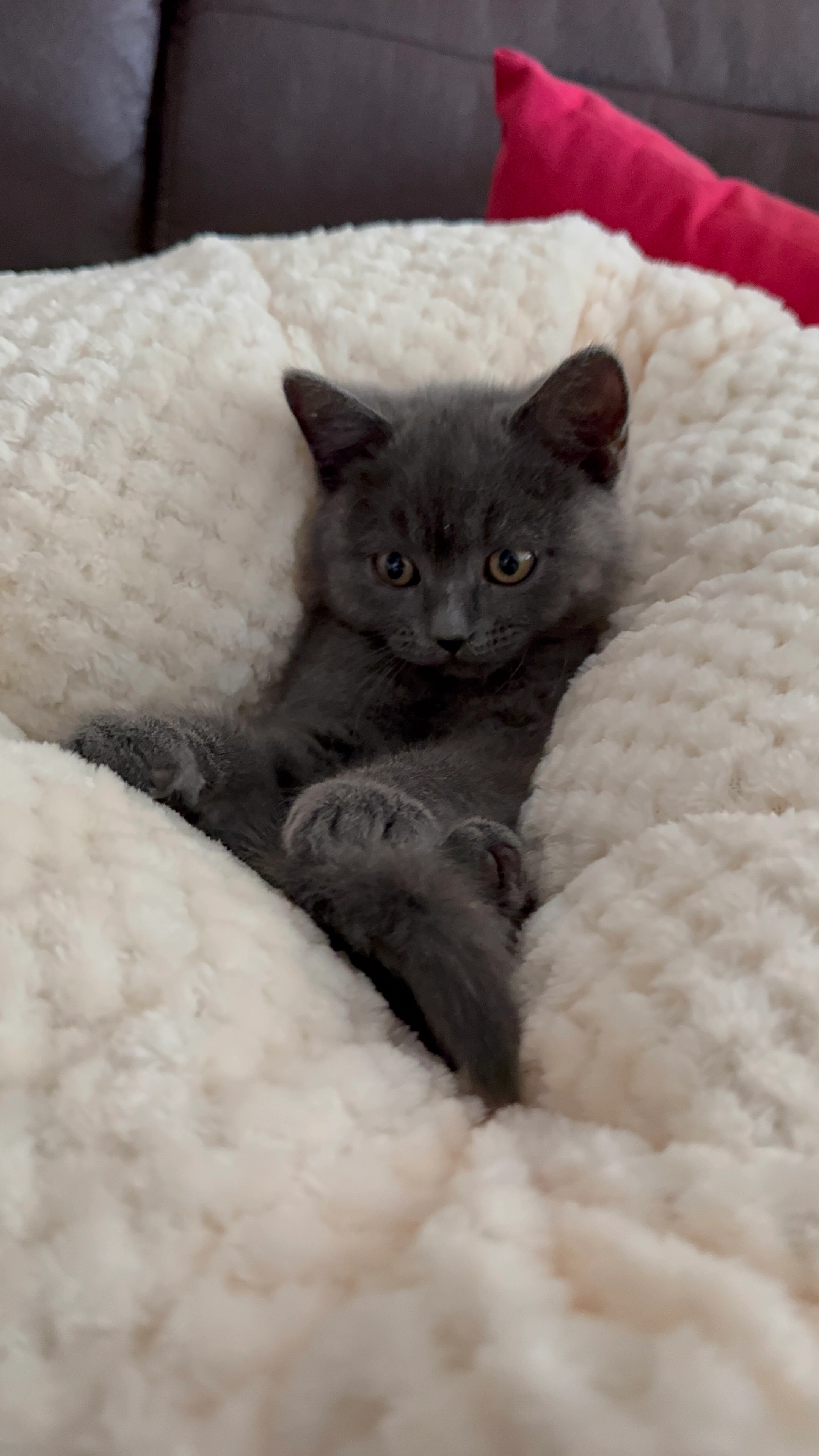 Amaya - Skraupstraße, Wien