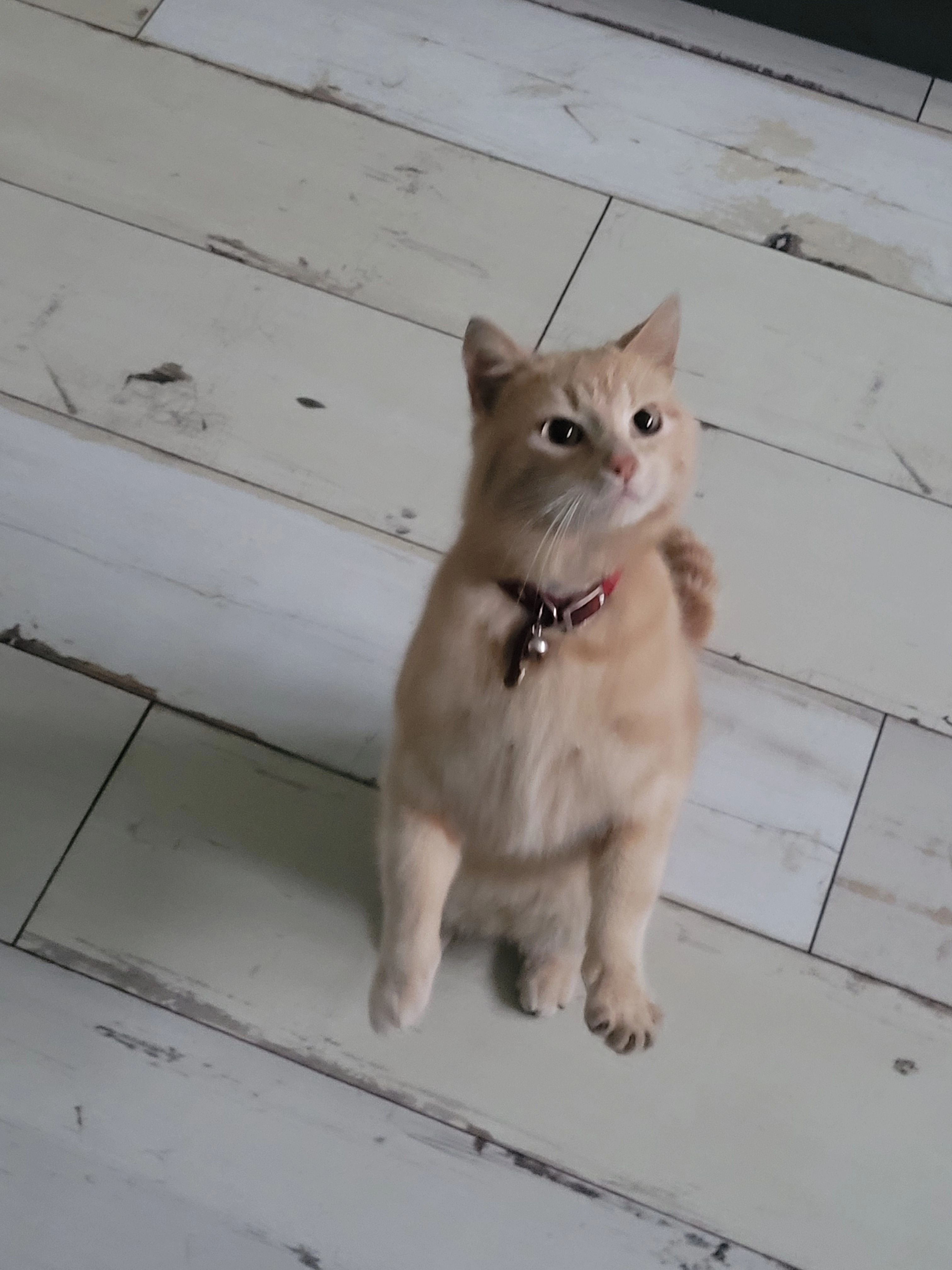 Luffy - Route D'arvel, Rennaz