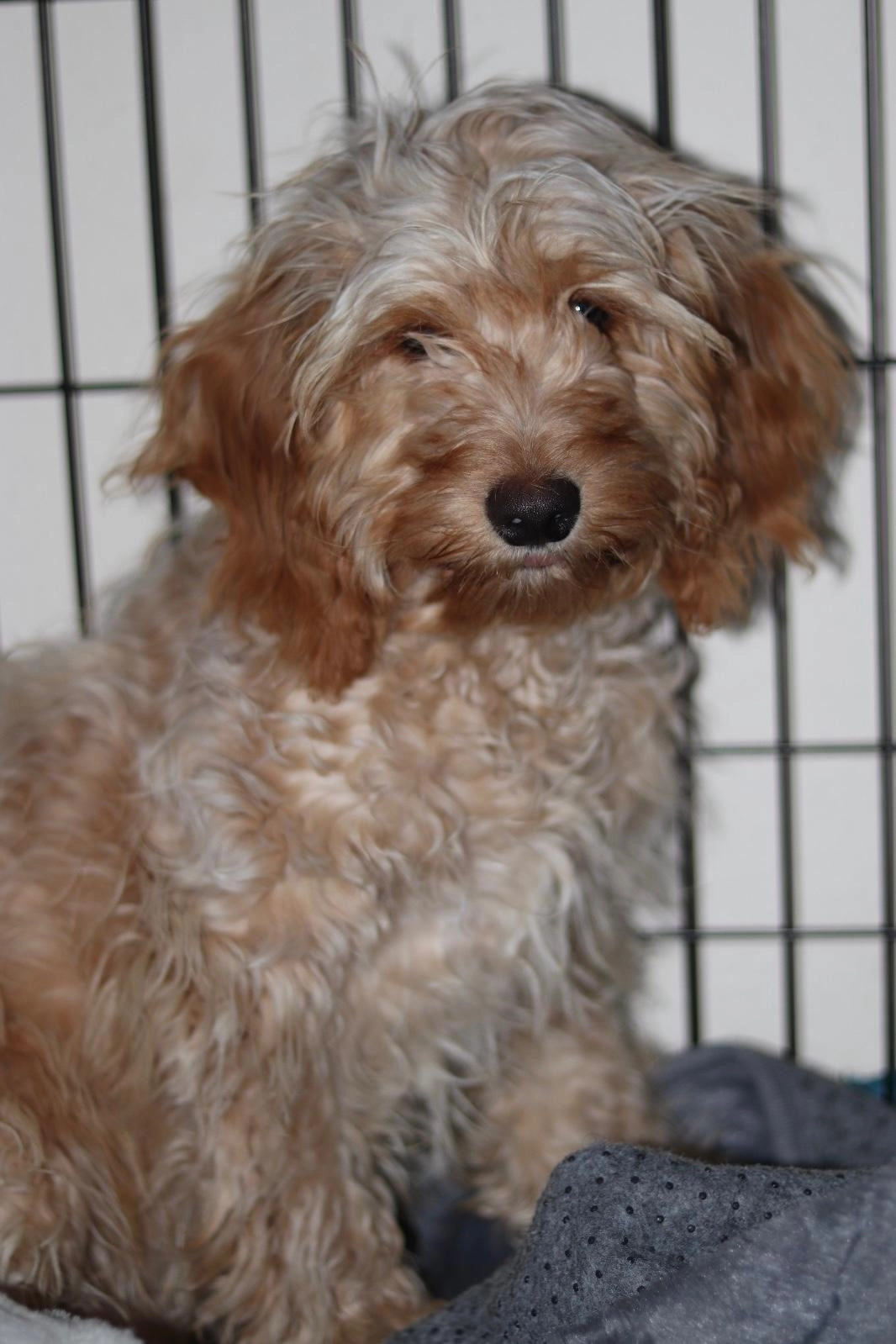 Bella - 17 Hawthorne Avenue, Bedford