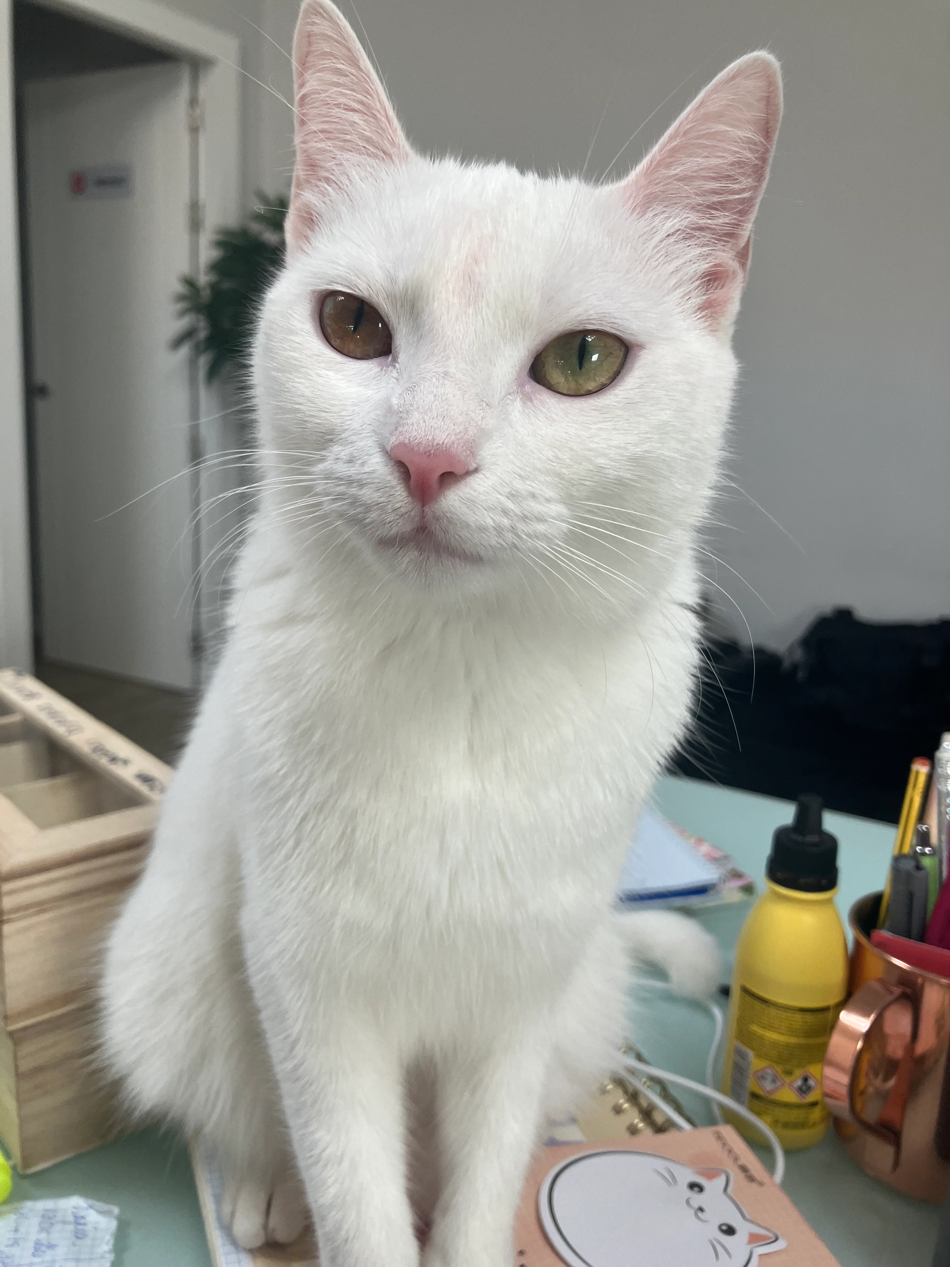 Bianca  - Calle Fernández Llamazares, Madrid