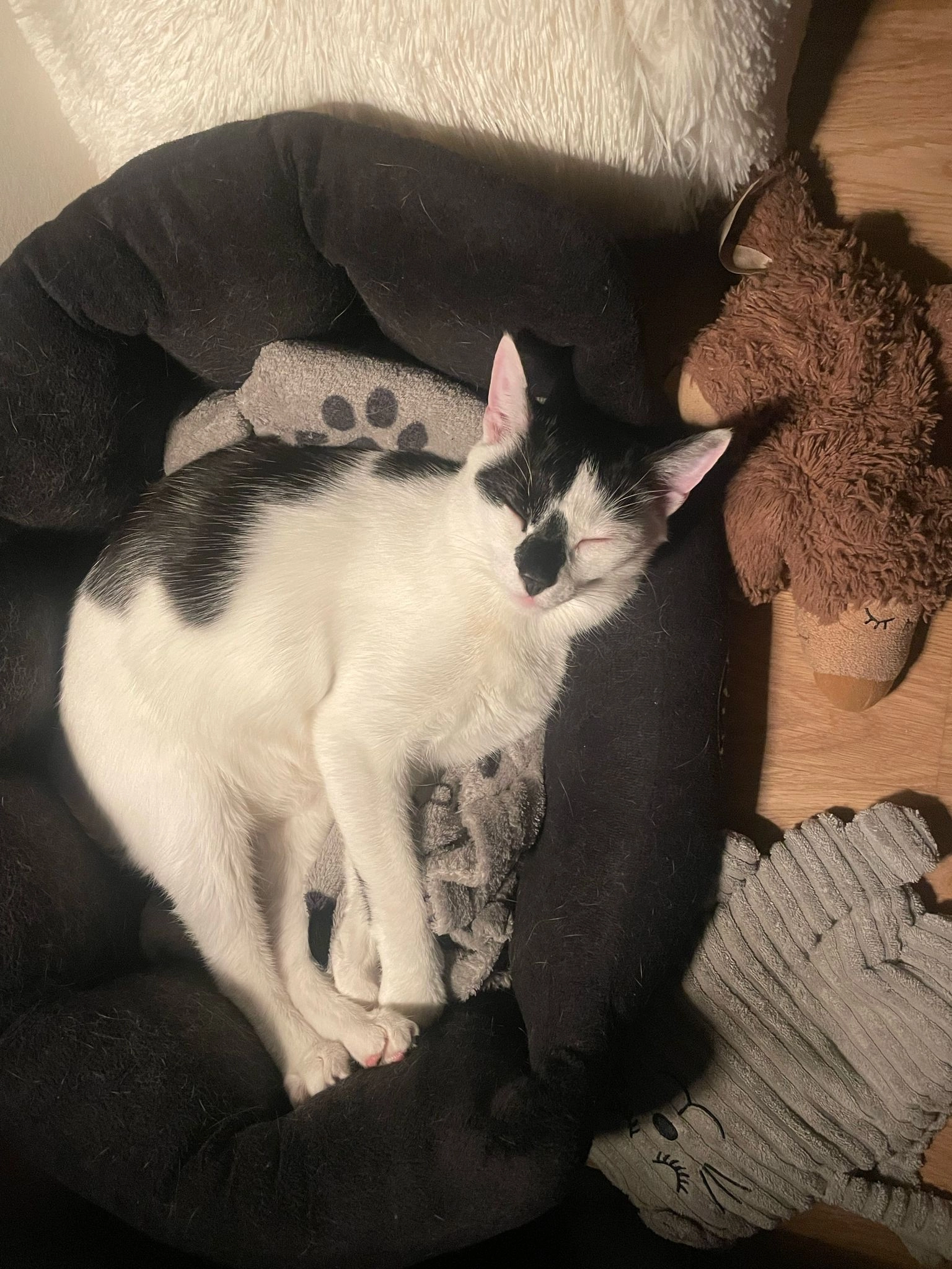 Ruffy - L. Sapiegos G., Vilnius