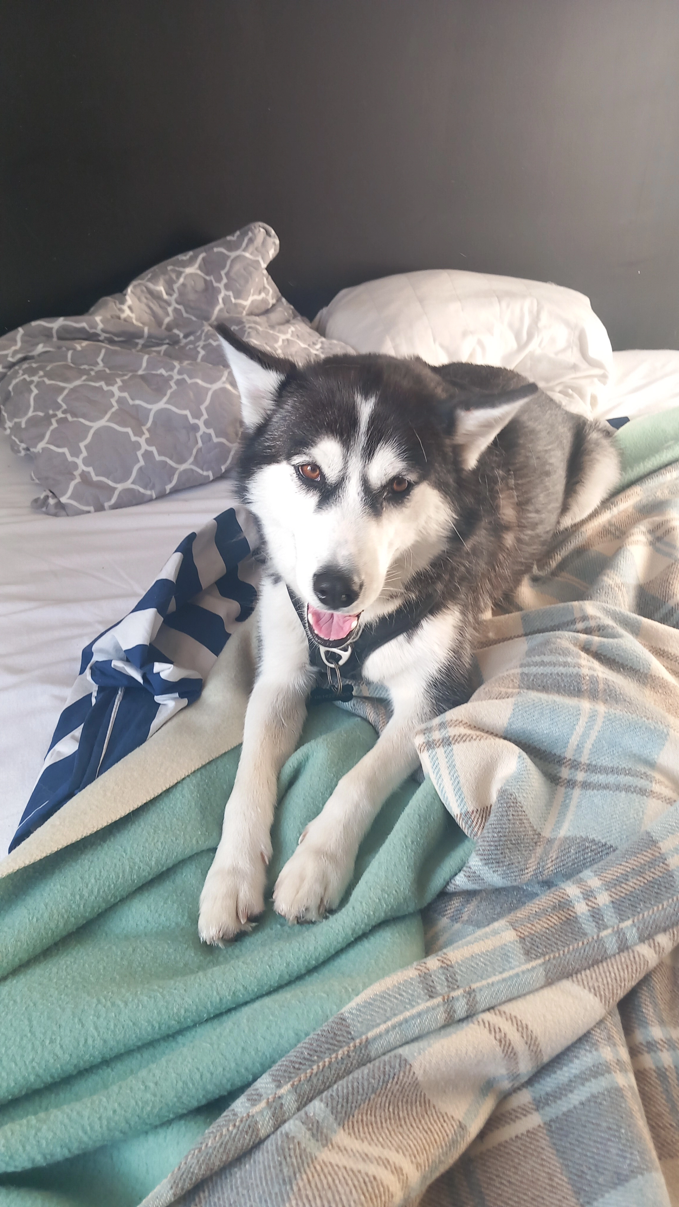 Kali - Allée Reine Des Prés, Vaux-sur-Mer