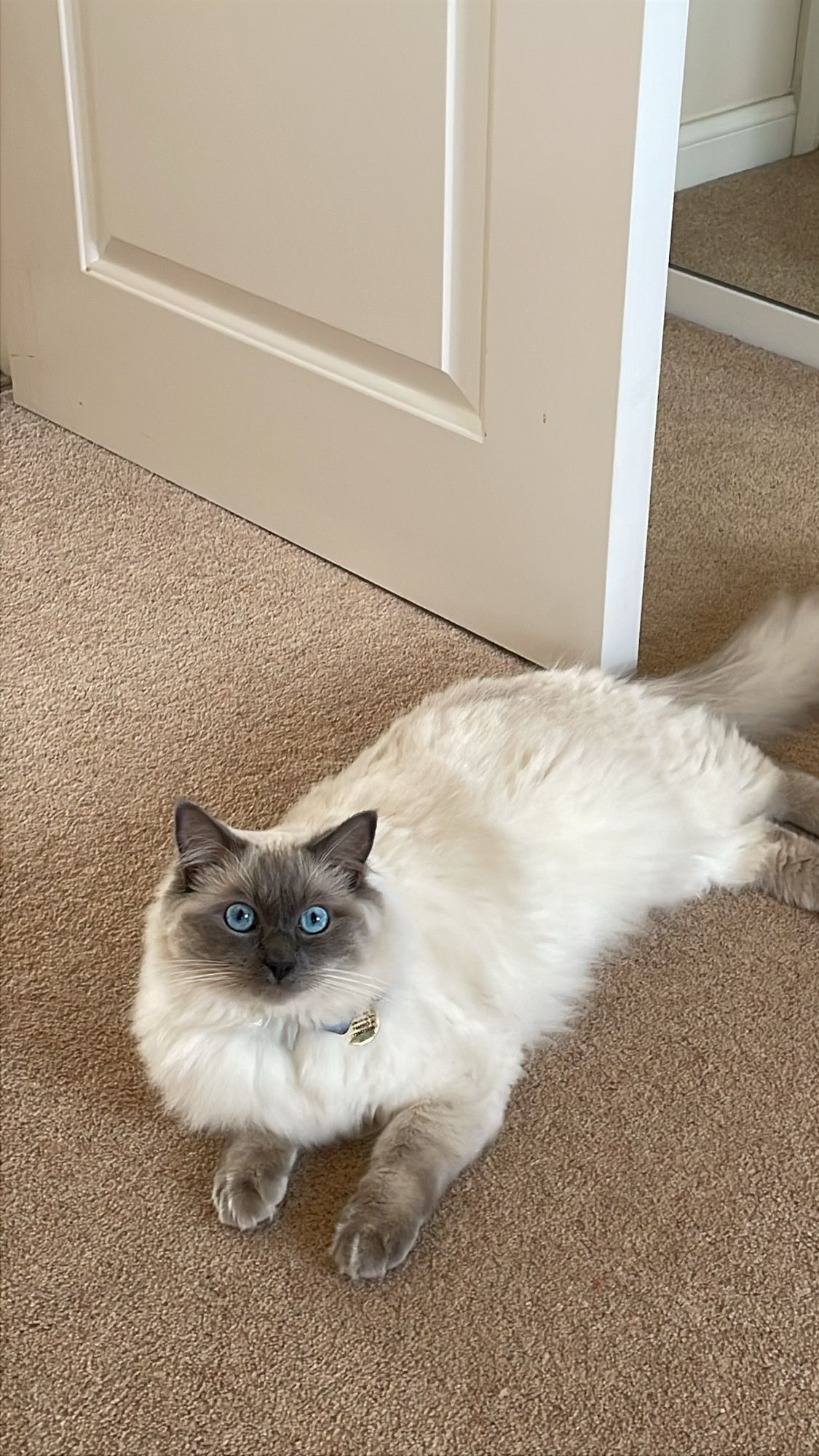 Mochi  - Syms Avenue, Bristol