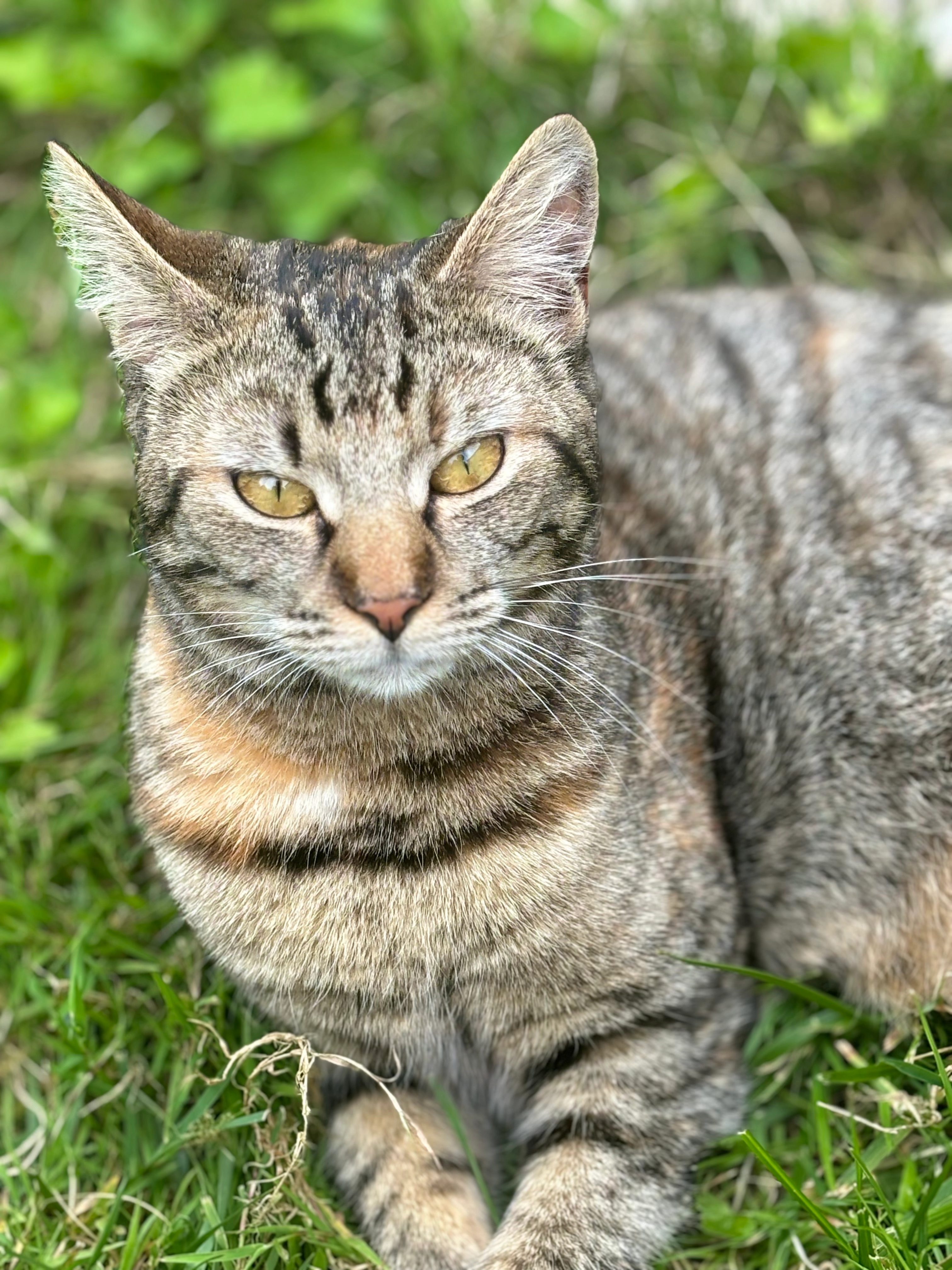 Polly - Rue Alsace-Lorraine, Saint-Jean-d'Angély