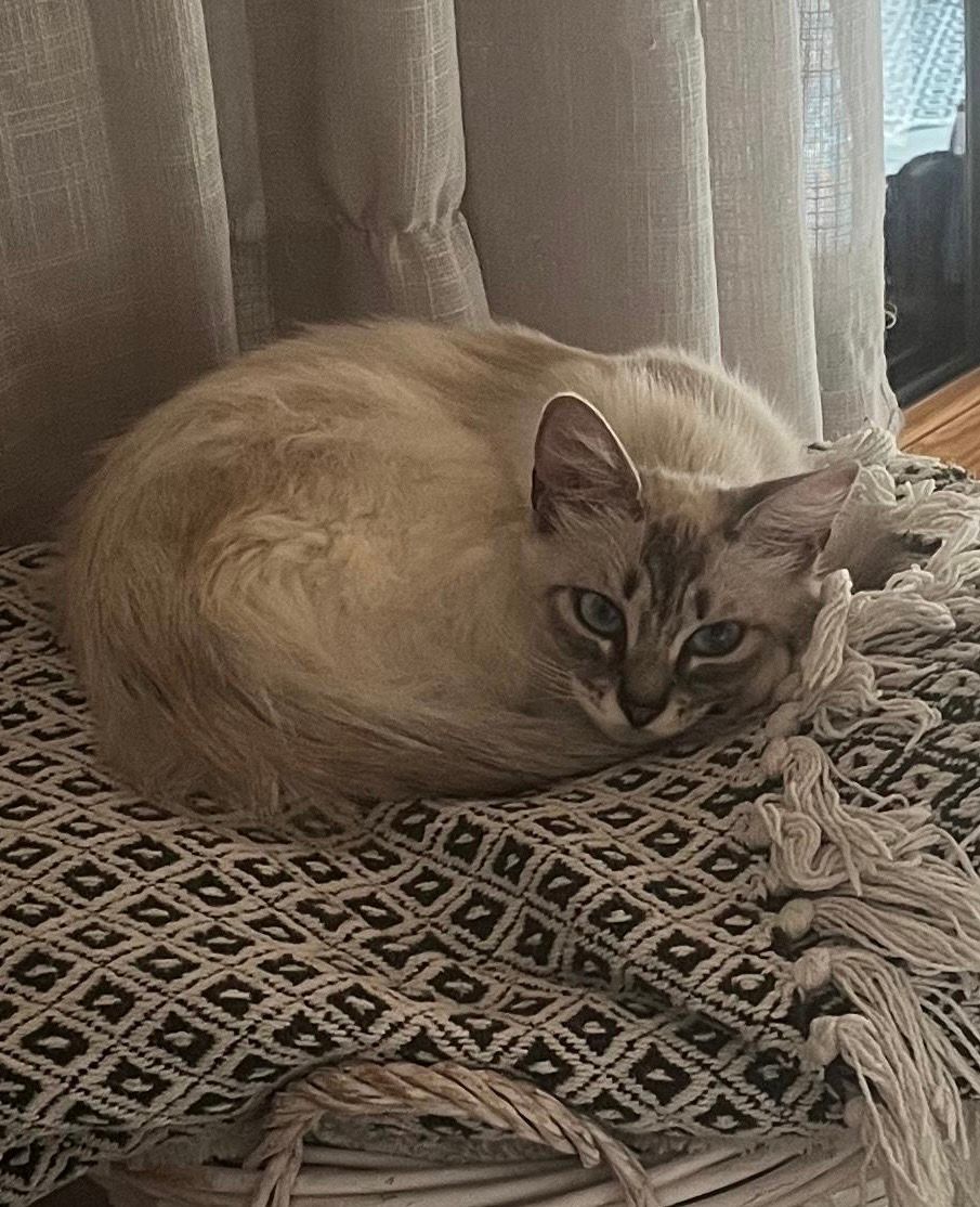 Lili - Rue De La Sayette, Chemillé-en-Anjou