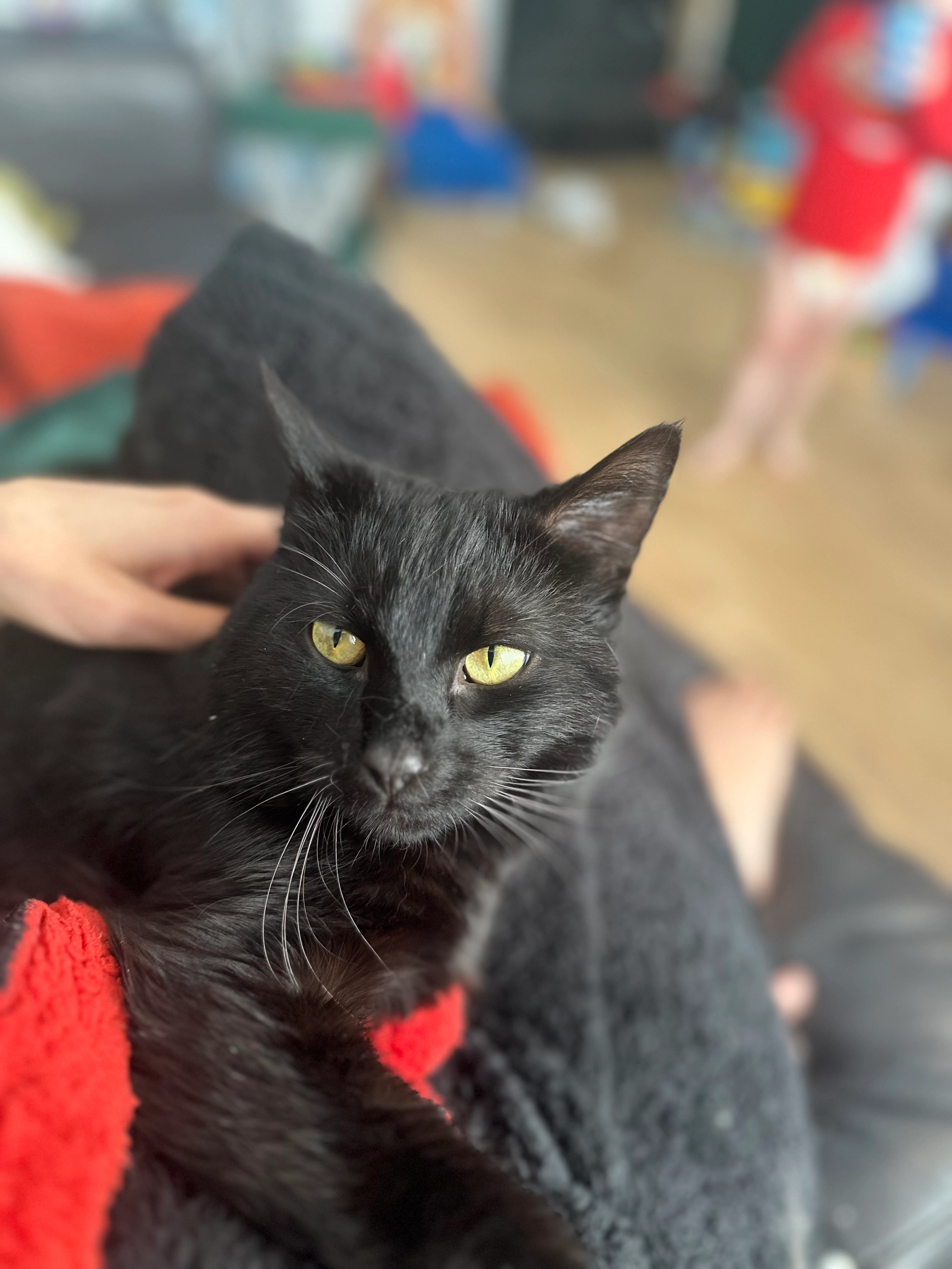 Yoshi - Scott Way, Burntwood