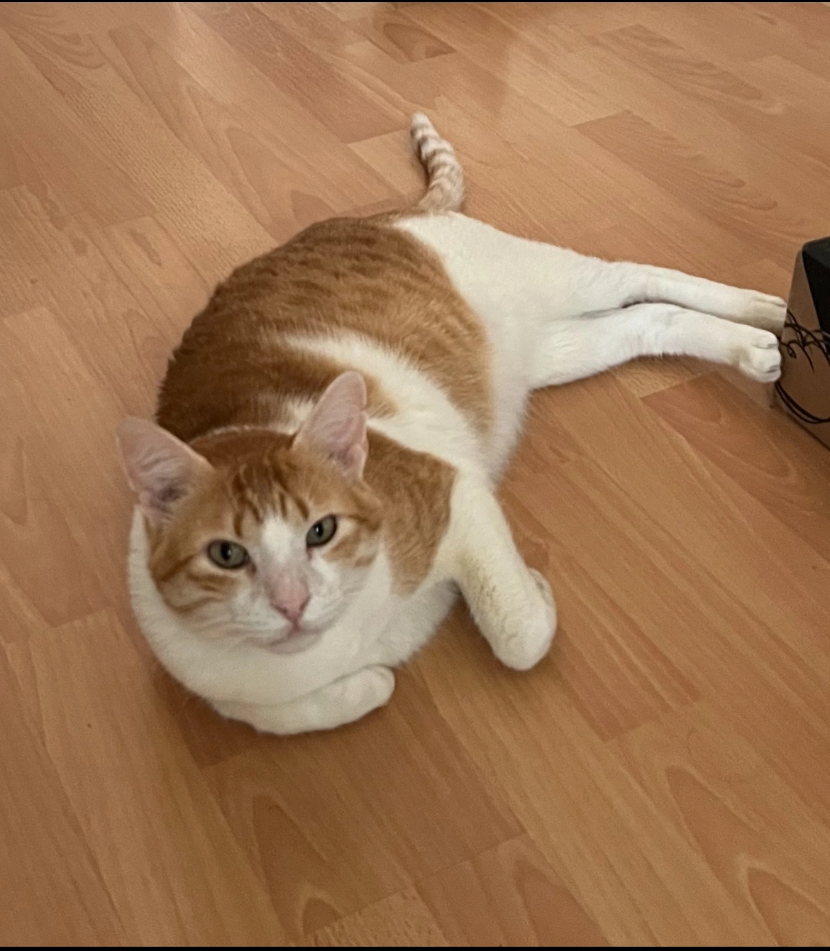 Willson - Carrer Del Ripollès, Tarragona