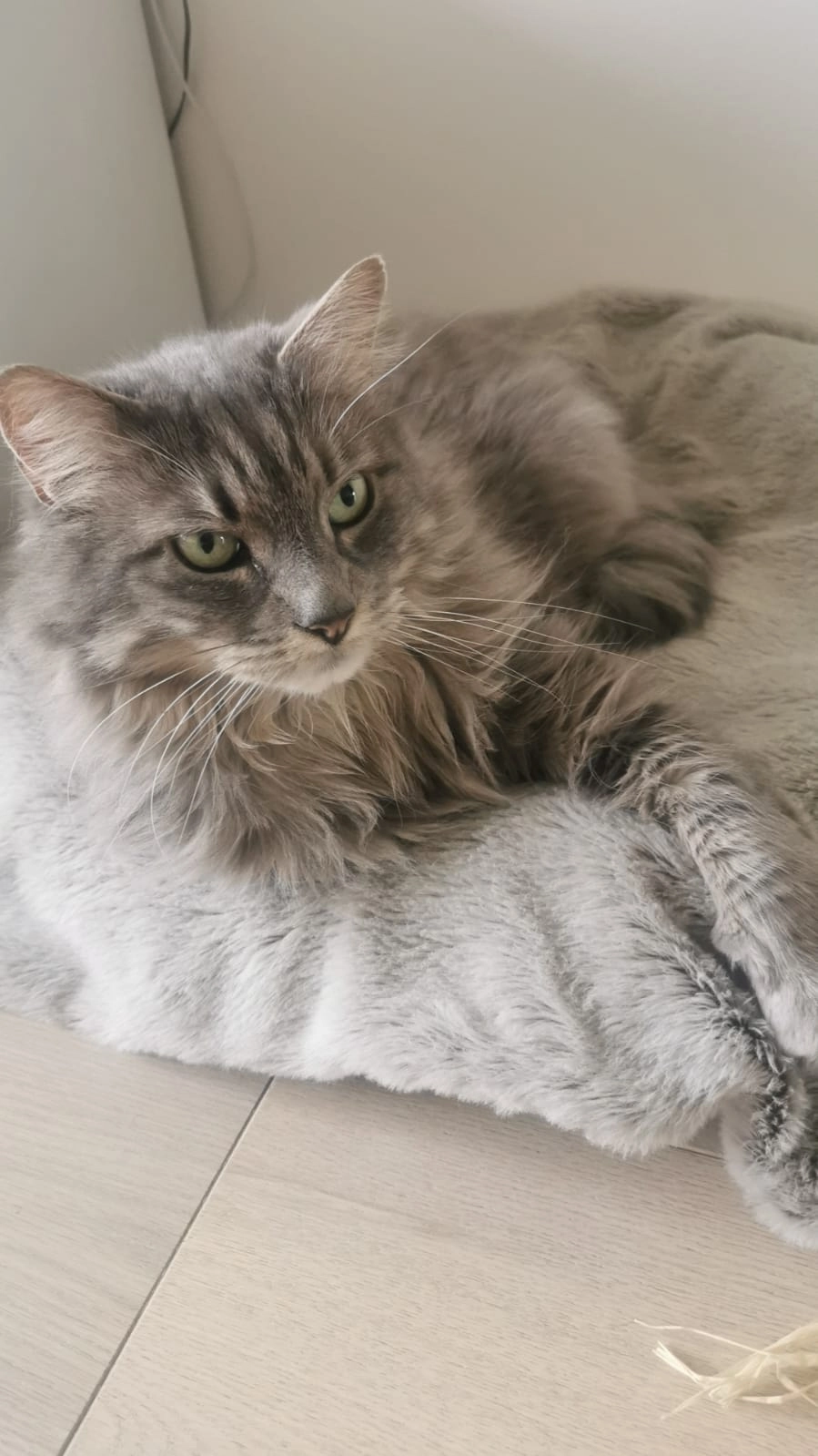 Lili - 3 Rue des Cygnes, Annecy