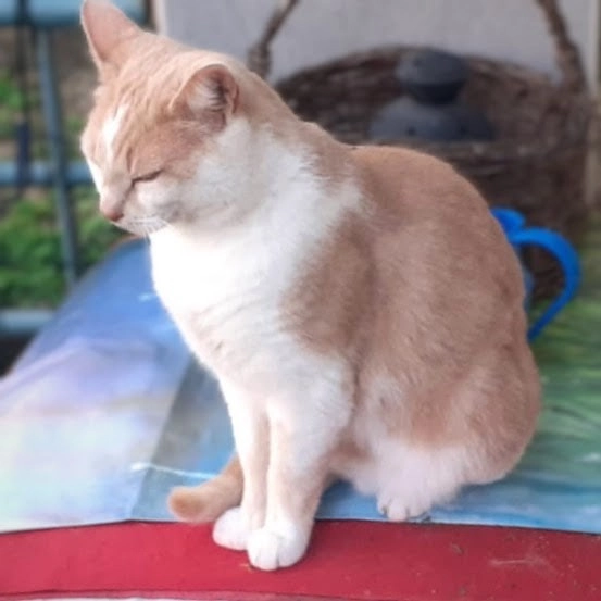 Bouboule - Rue Gaultier de Biauzat, Clermont-Ferrand