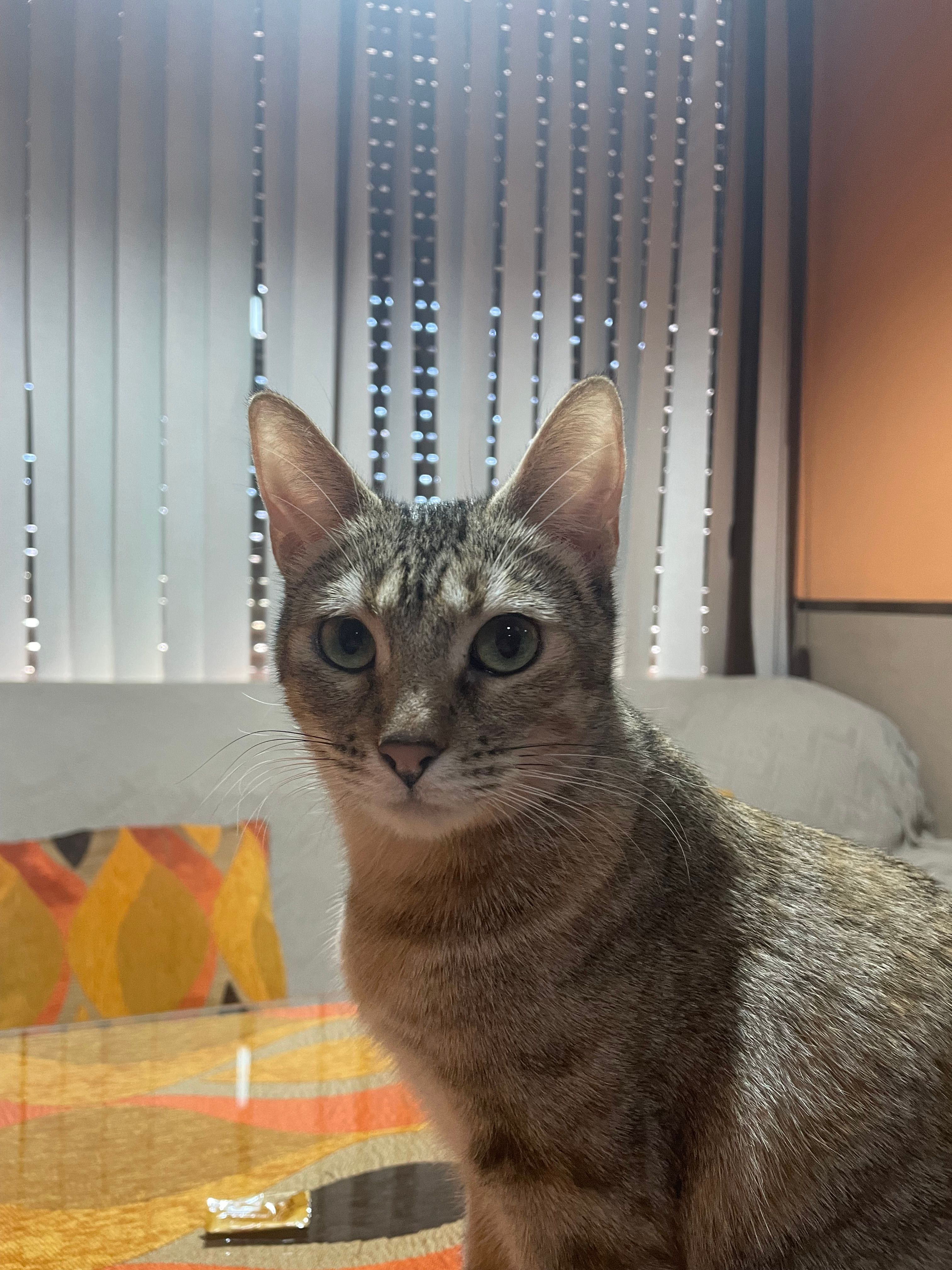 Mika  - Calle de la Subida a San Sebastián, Luque