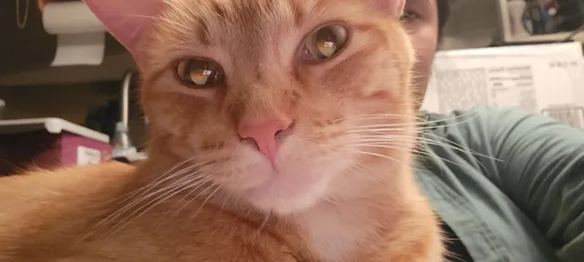 Carl - 10021 2nd St NW, Albuquerque