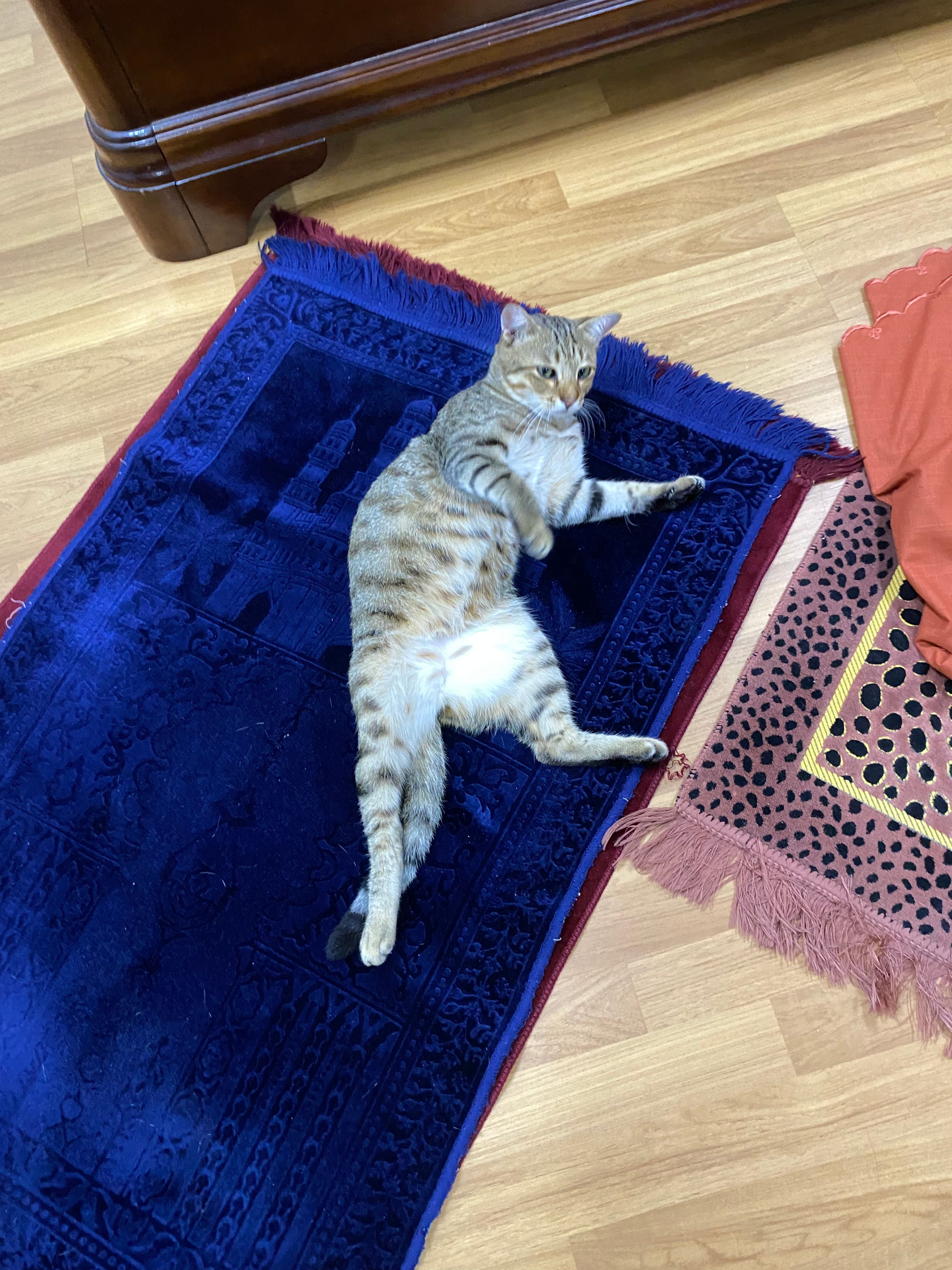 Coco - Jalan Elektron U16/36A, Bukit Cherakah