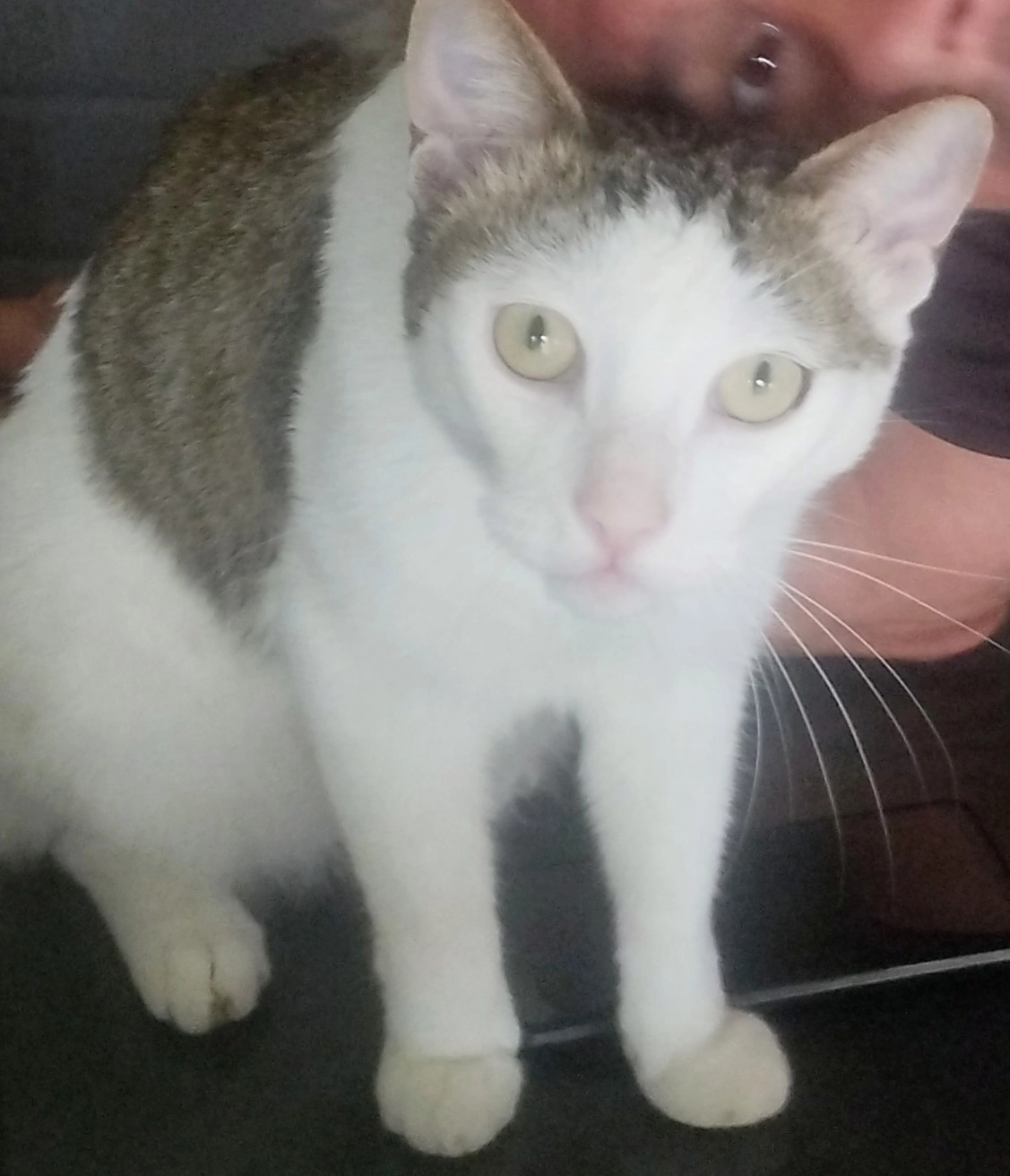 lucy - Carrer del Puig Rom, Roses