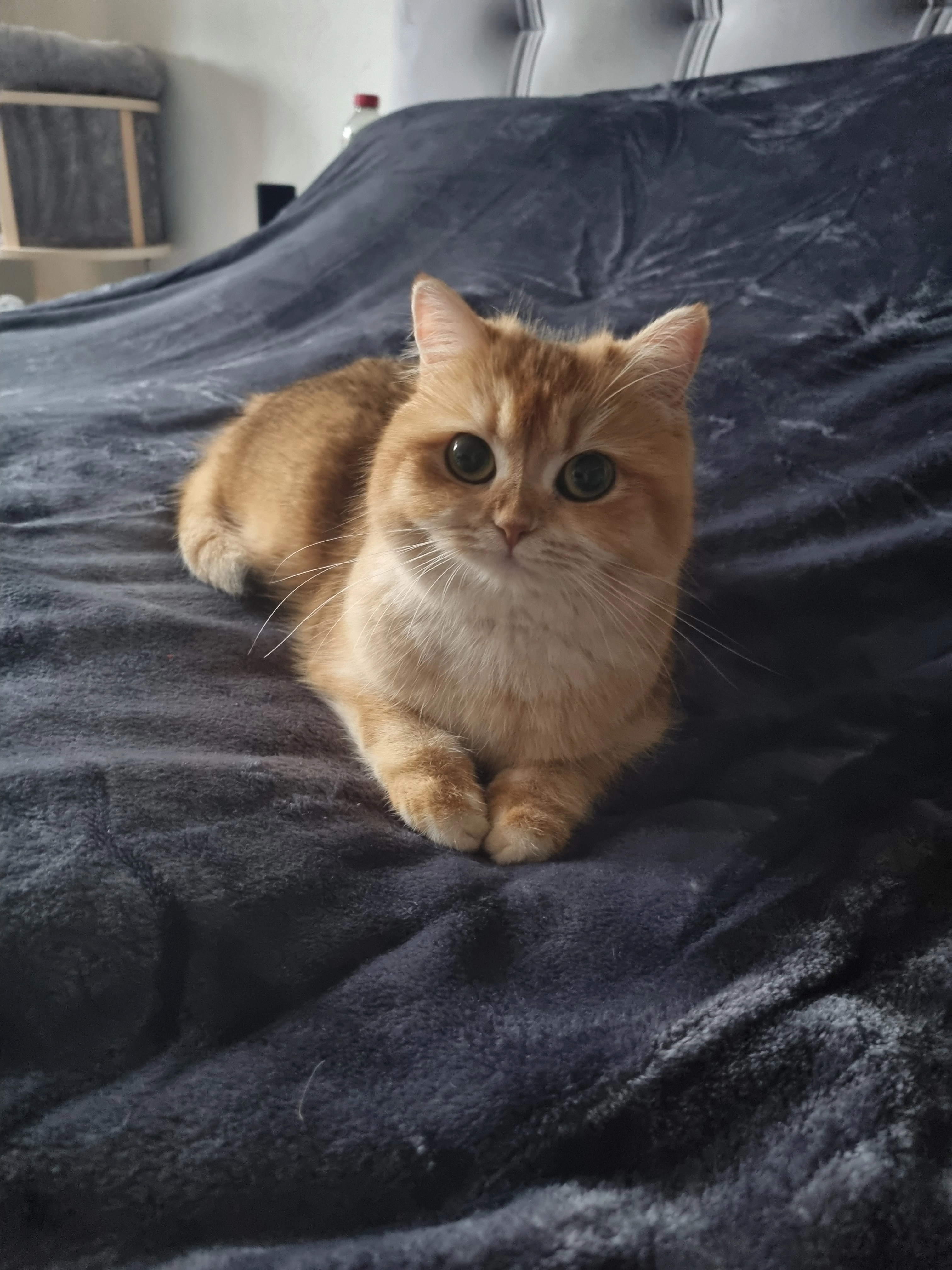 Millie - Kirchstraße, Selters