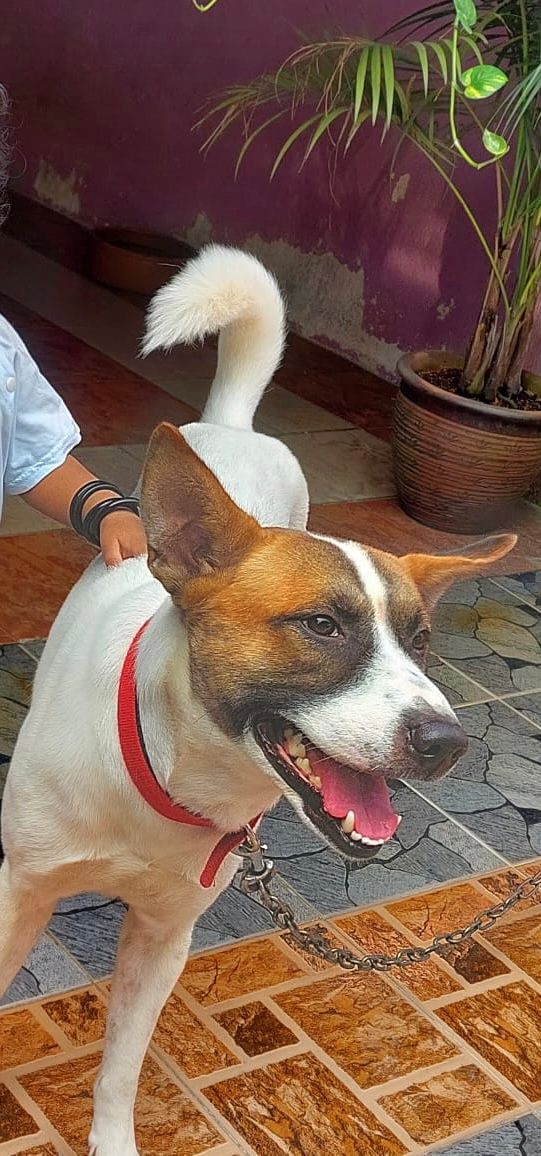 Veera  - Persiaran  tembok 22 taman Sri desa, Ipoh