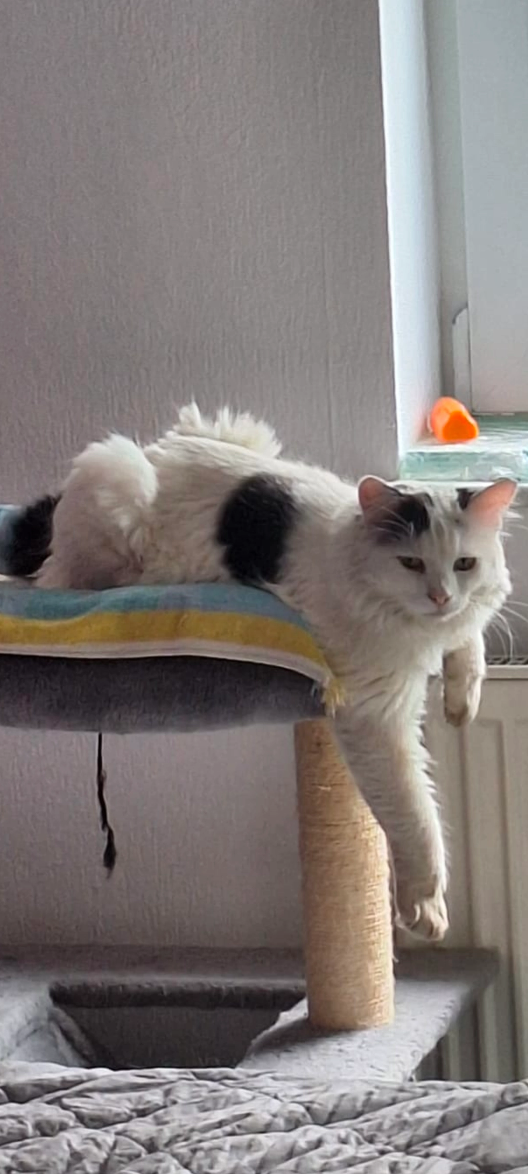 Bagira  - Hauptmannweg, Groß-Umstadt