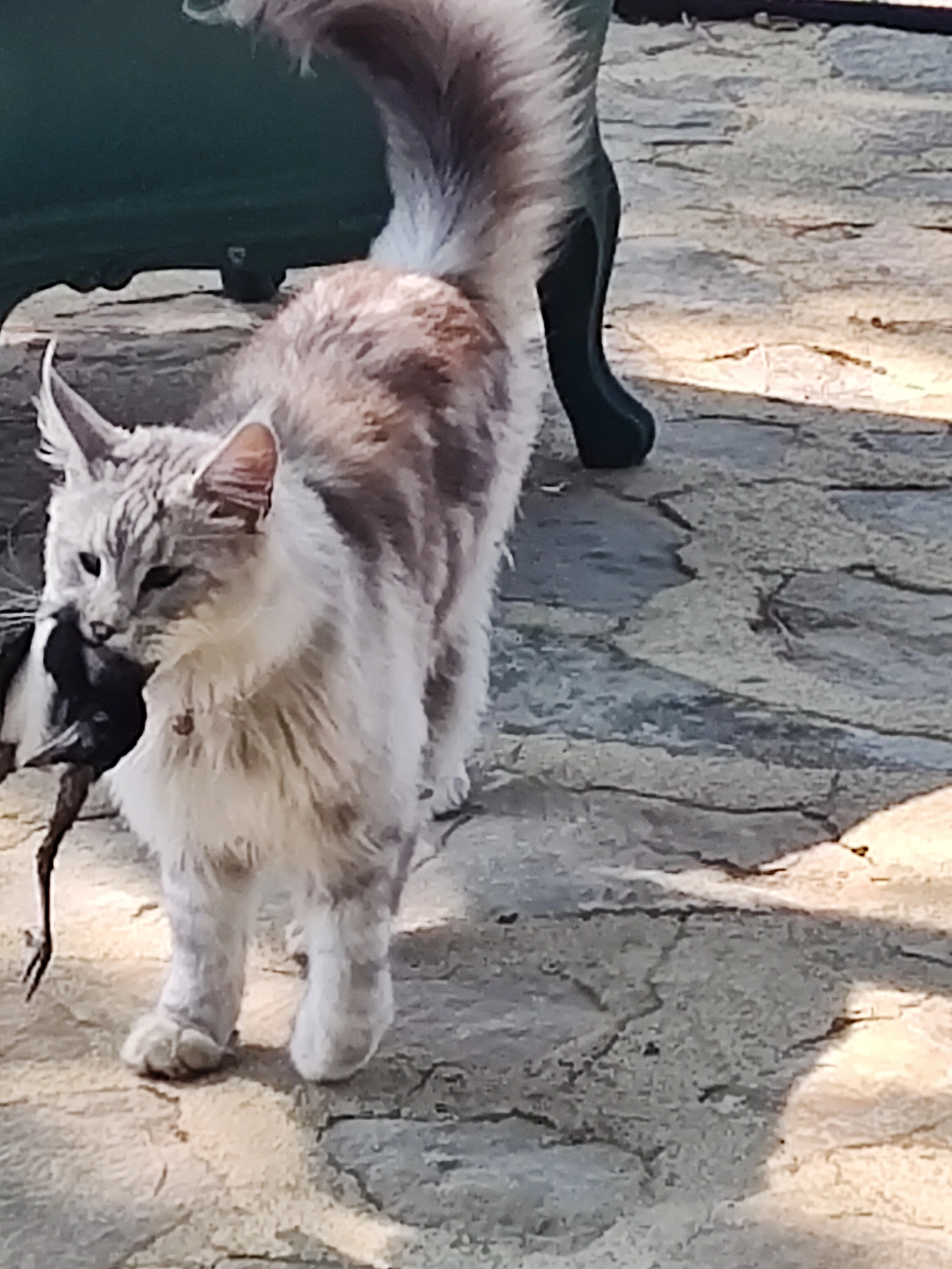 Hobbes - Chemin Des Cazelles, Saint-Alexandre