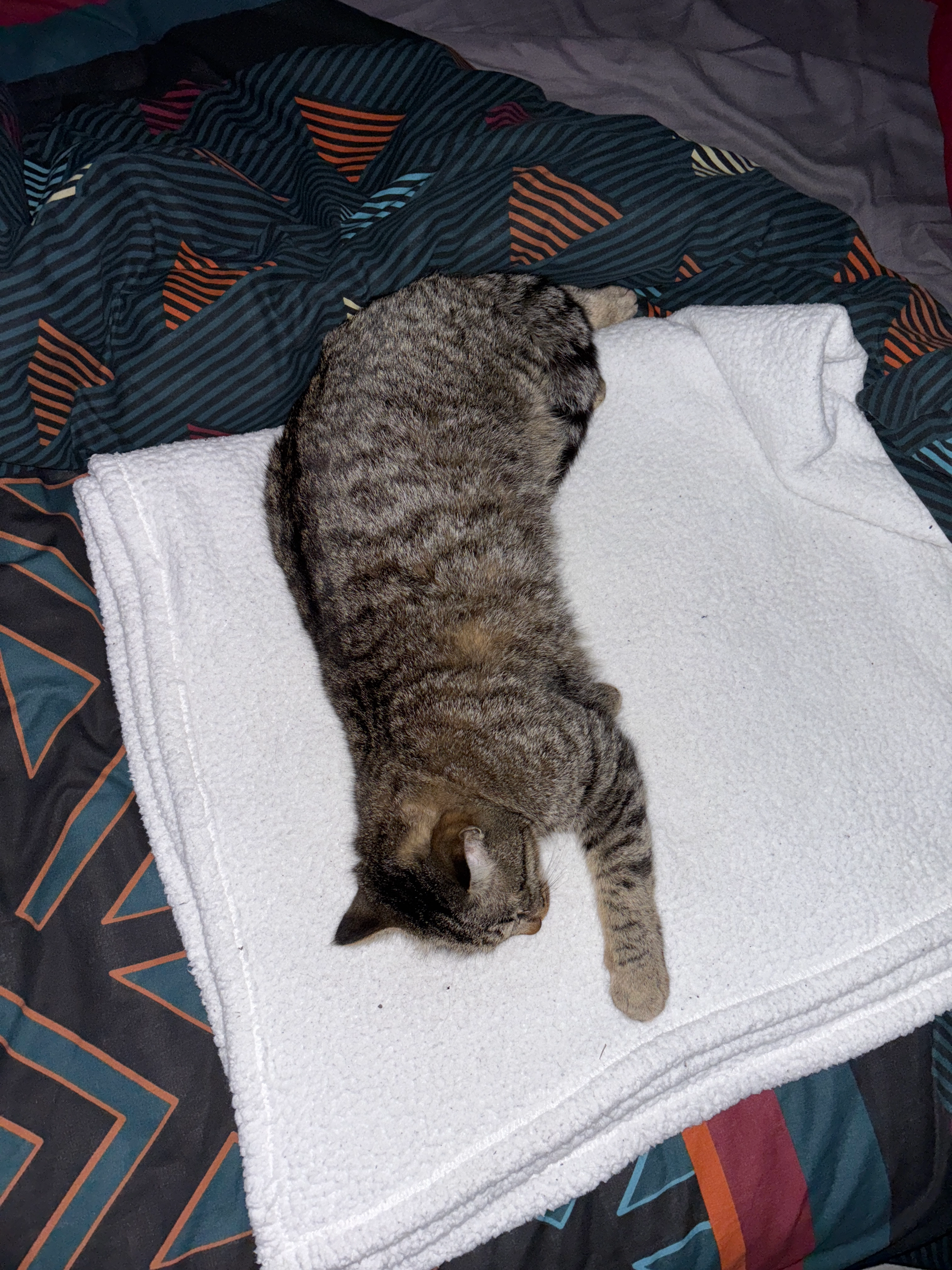 Sevo  - Chemin de Bartas, Saint-Lys