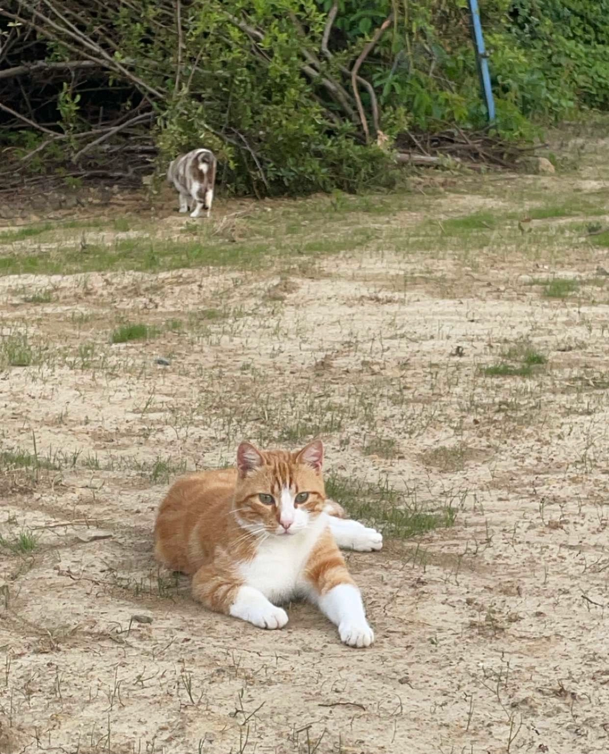 Sharlot - 1485 Rue de la Troche, Louhans