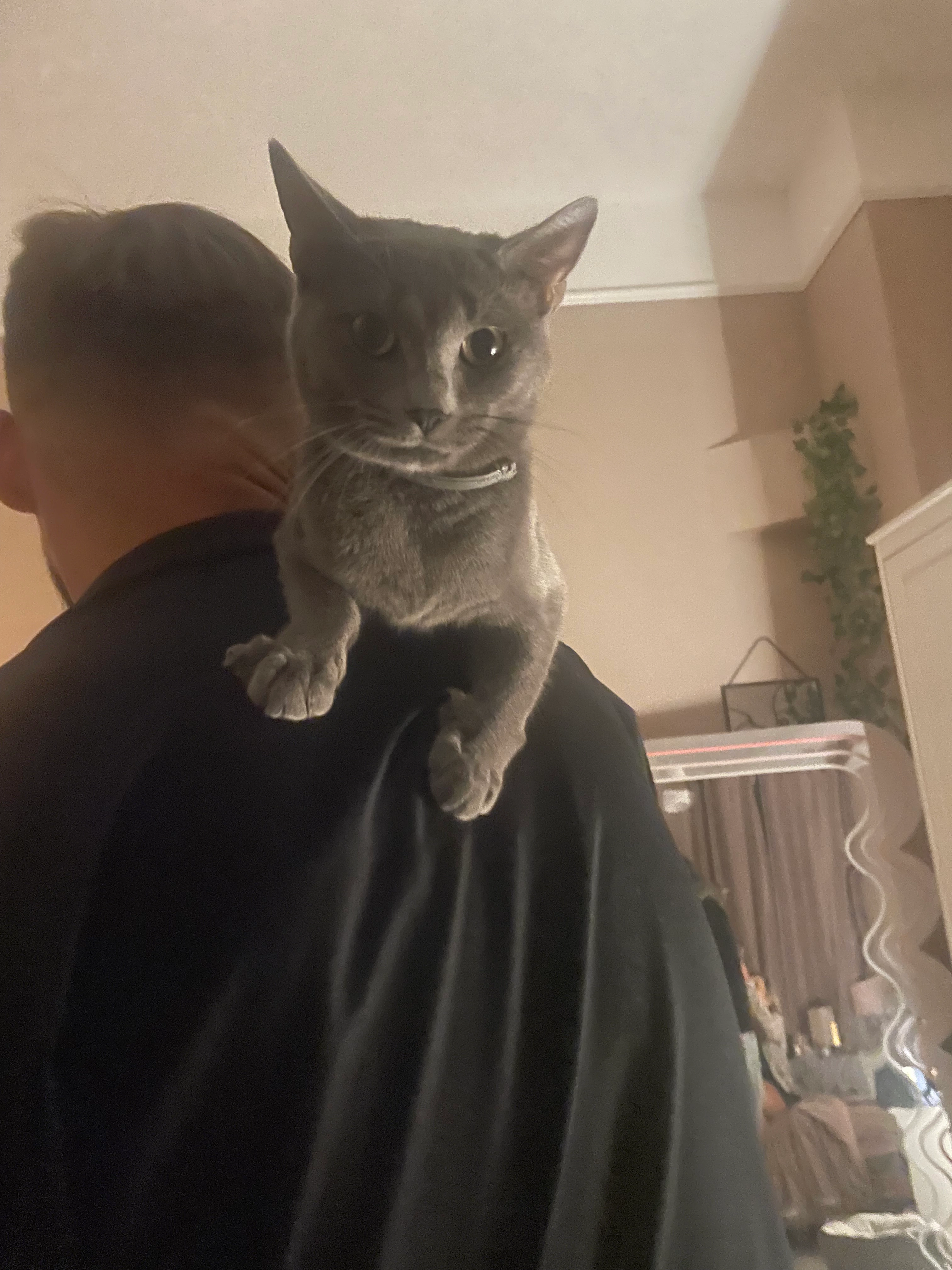 Lily - TQ1 2, Torquay