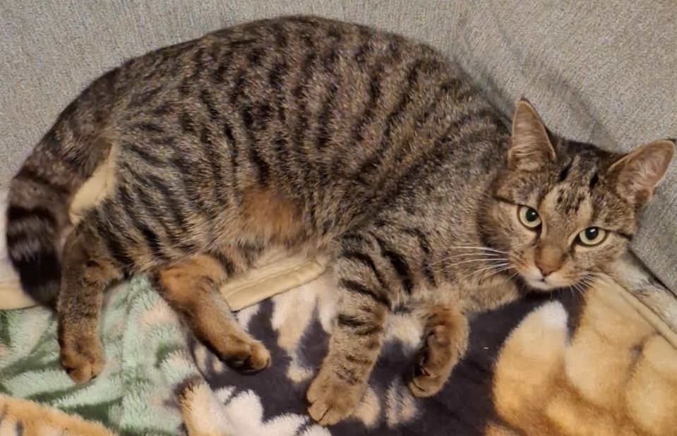 Kiara - Babenhauser Straße, Weißenhorn