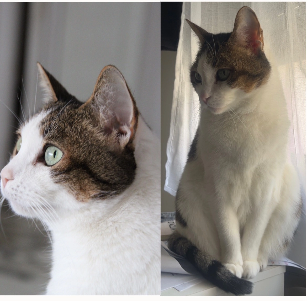 Frisbee - 17 Boulevard de Riquier, Nice