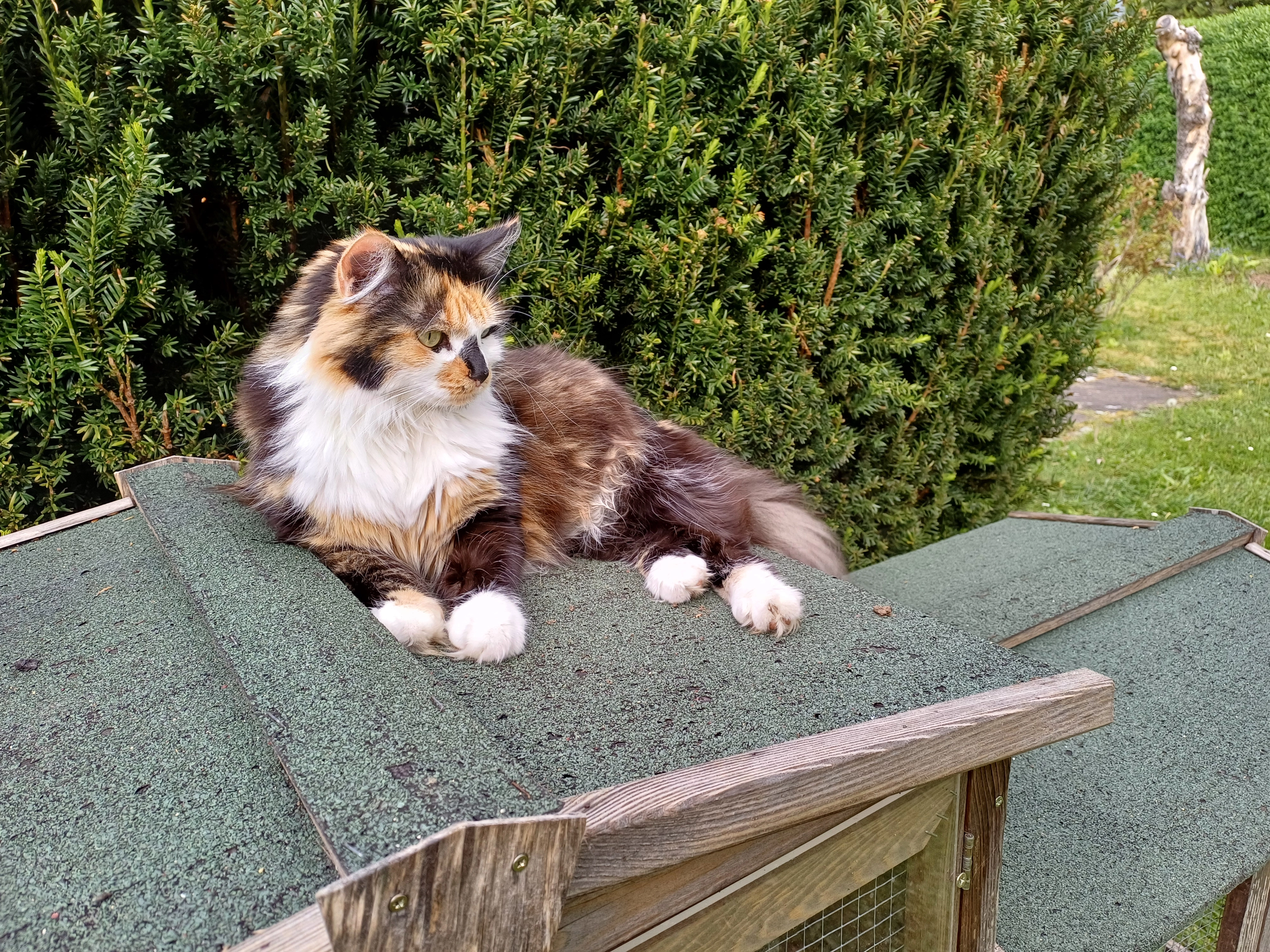 Wookie - Ostpreußenstraße, Alsfeld