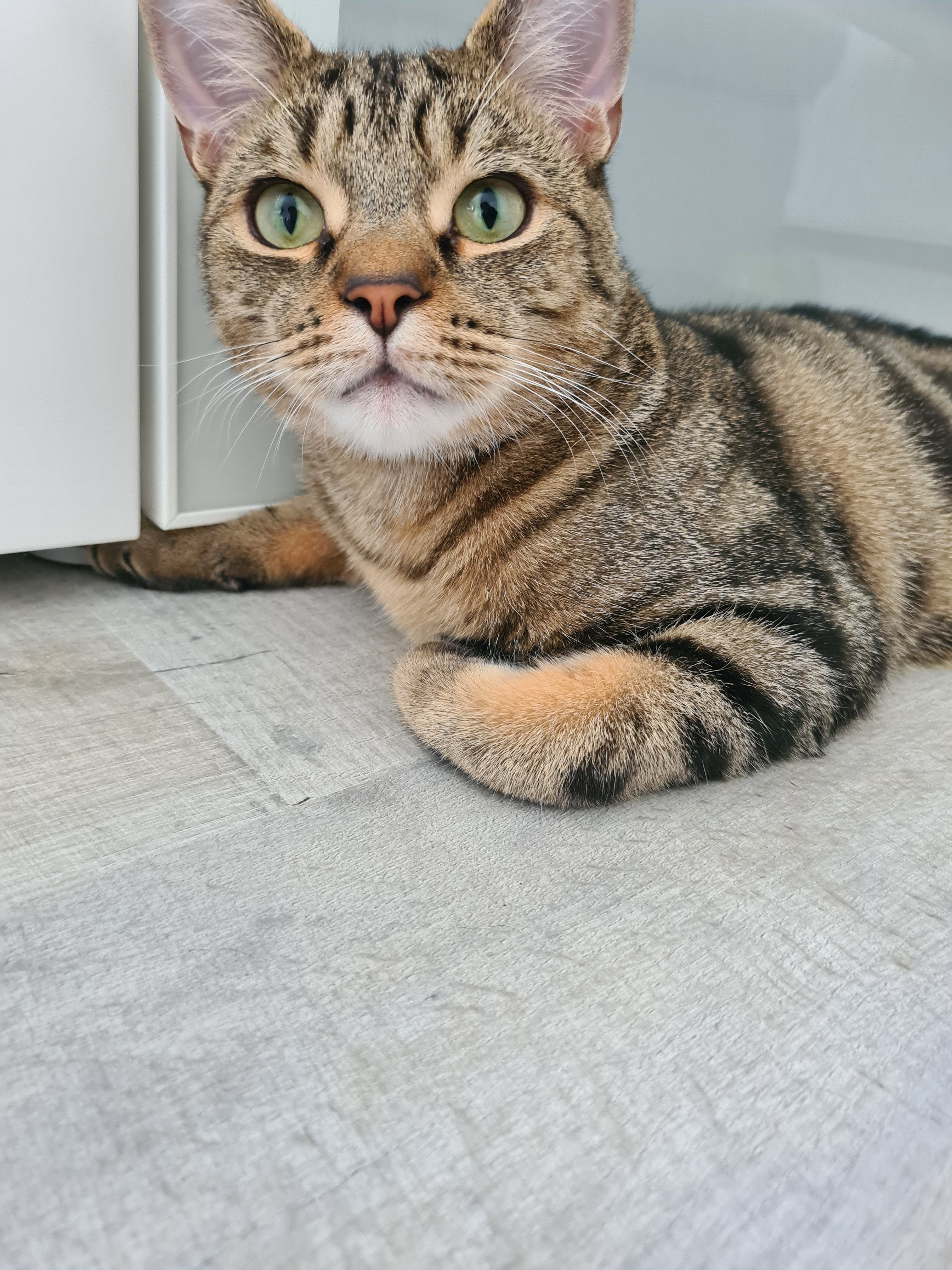 Loki - High Street, Prestonpans