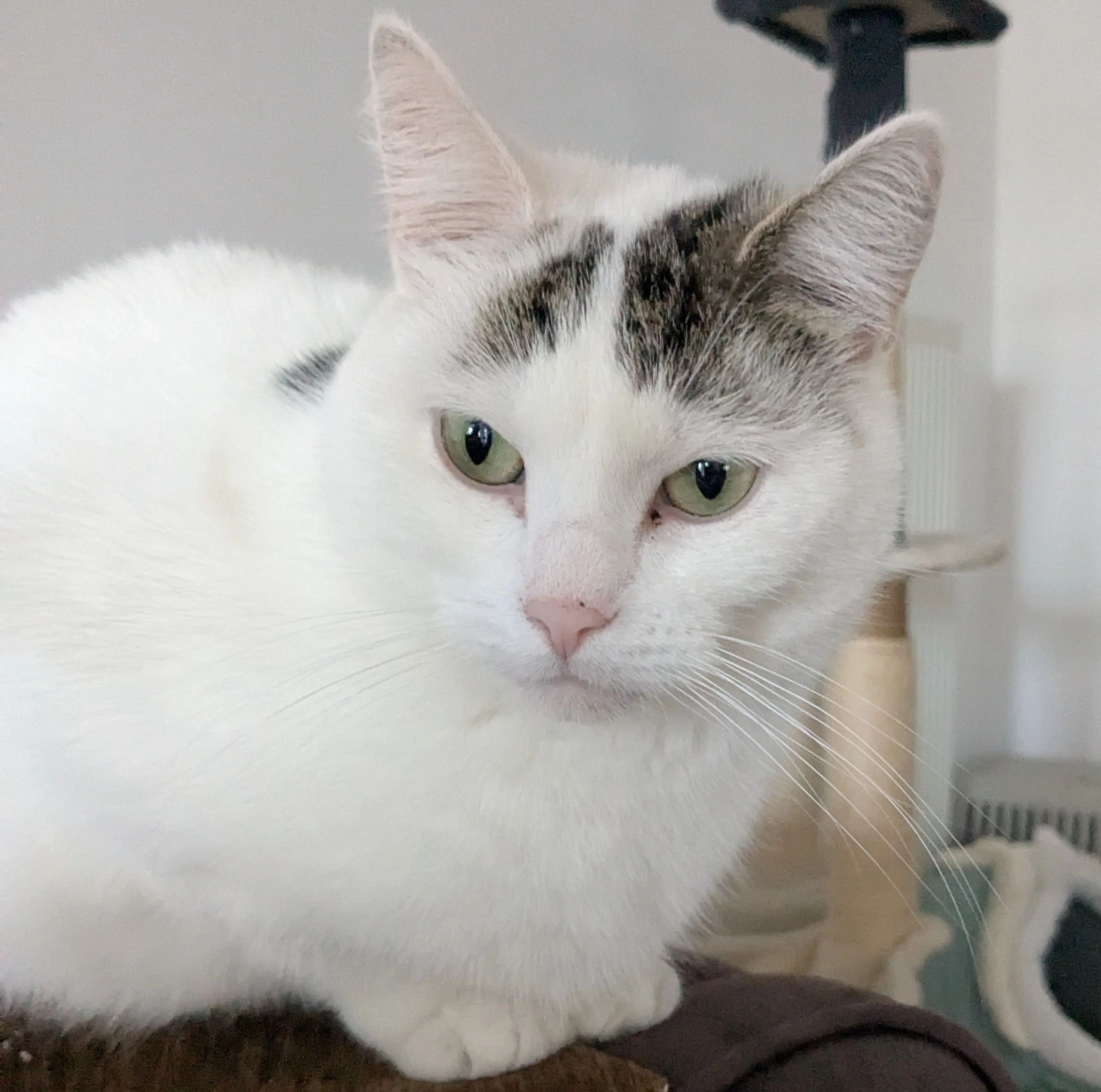 Blanchette - Rue Vauban, Calais