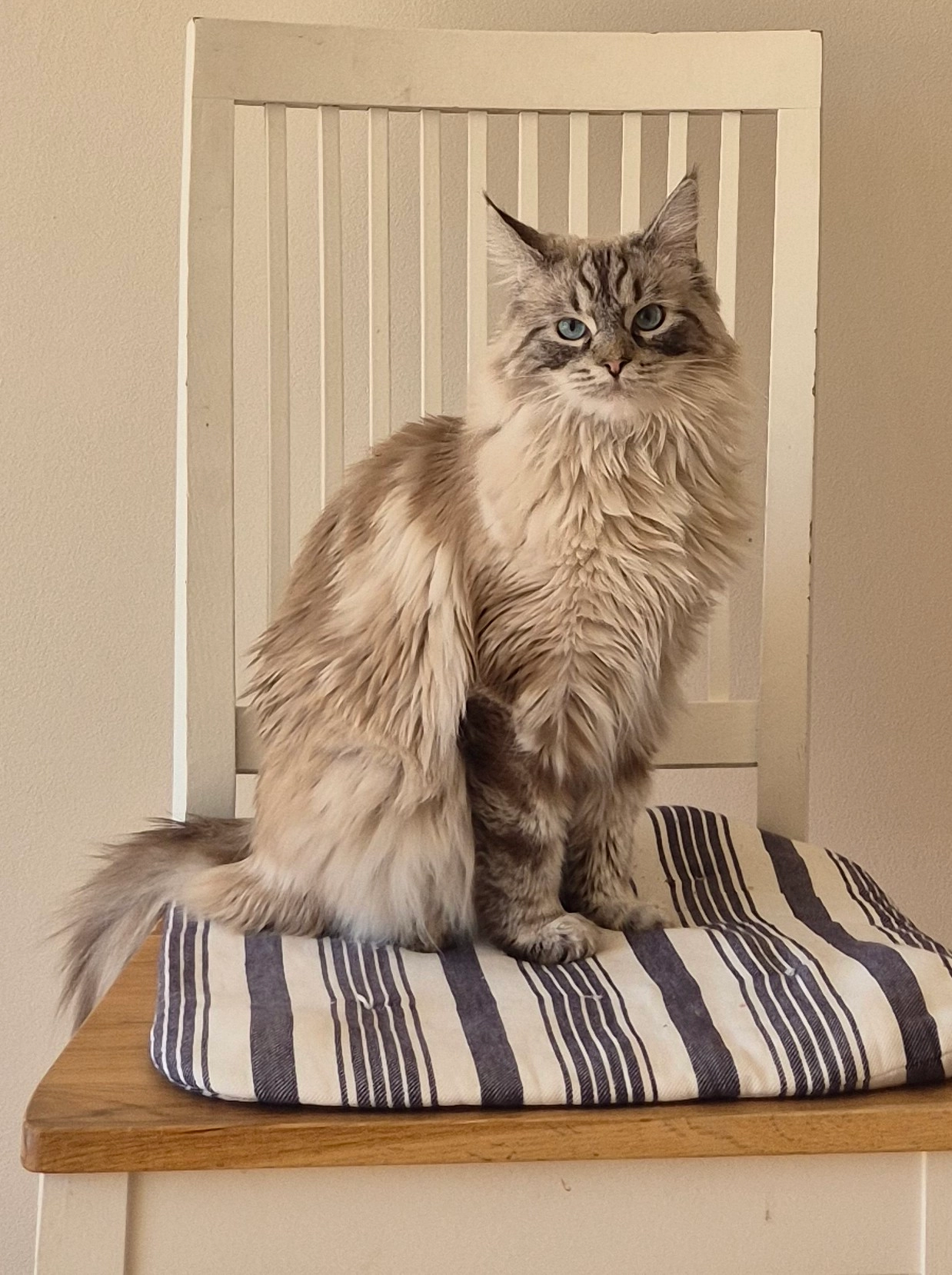 LEXIE - Markvägen, Vällingby