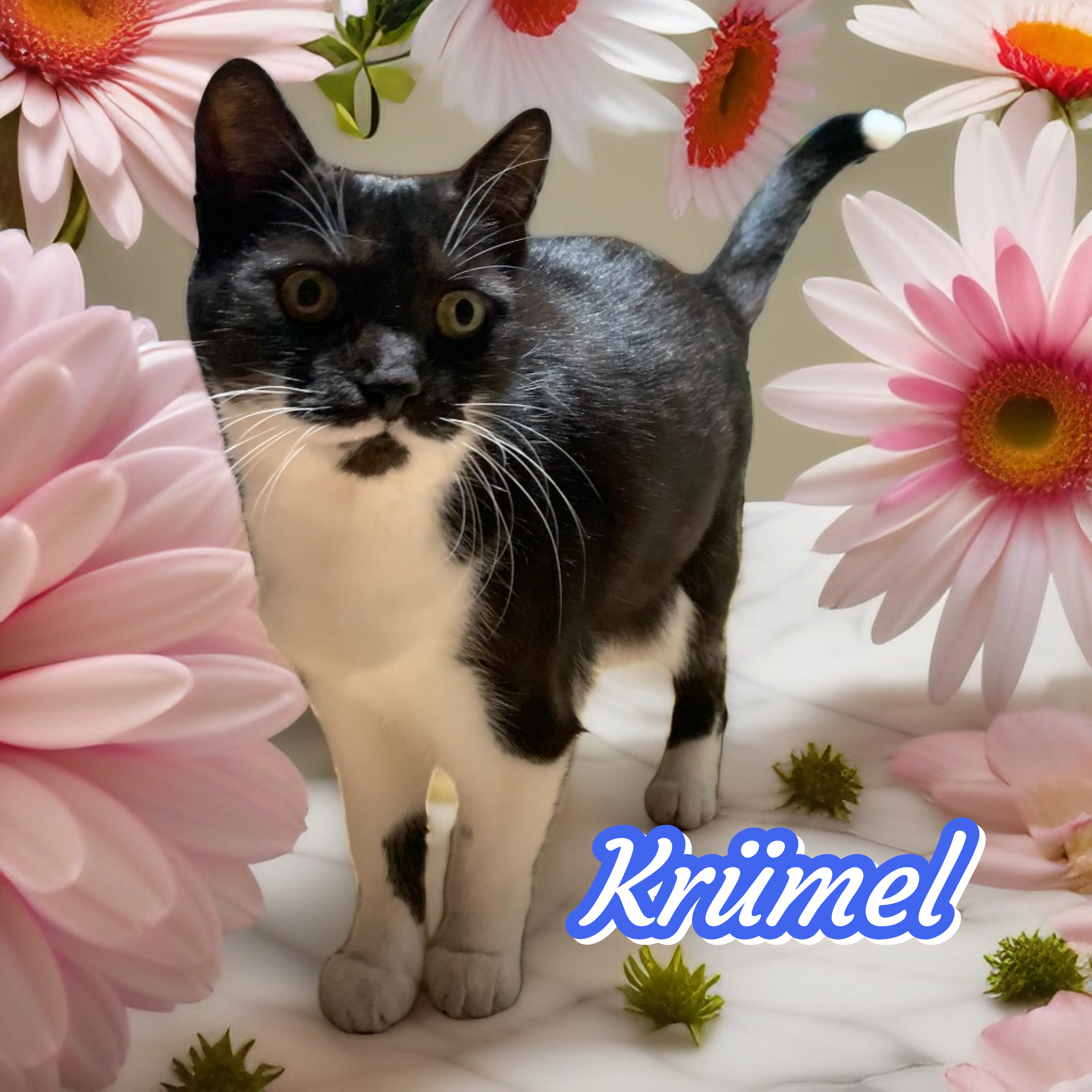 Krümel  - Здравец, Konstantinovo