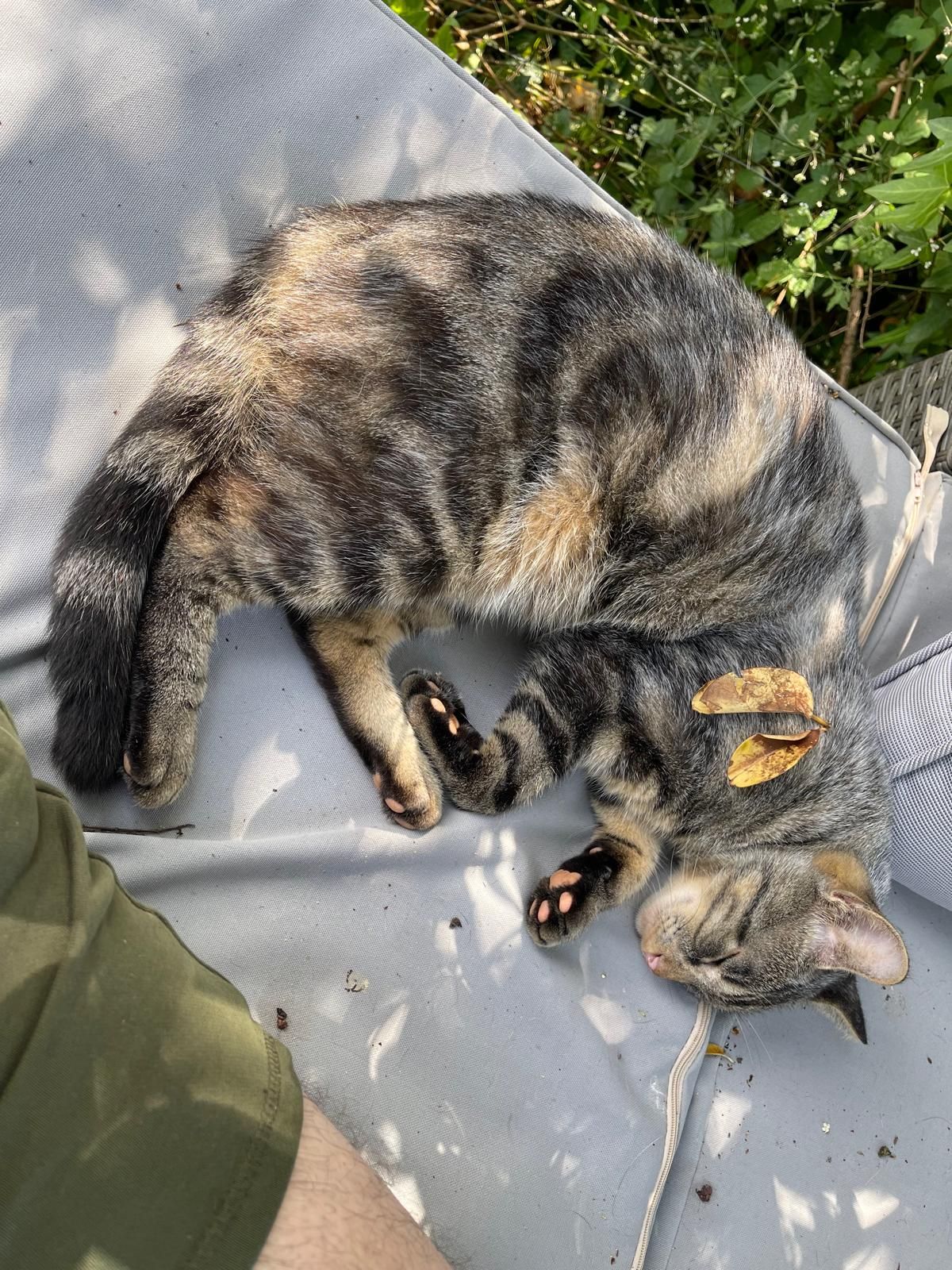 Dustin - Garwfechan Road, Pontyrhyl