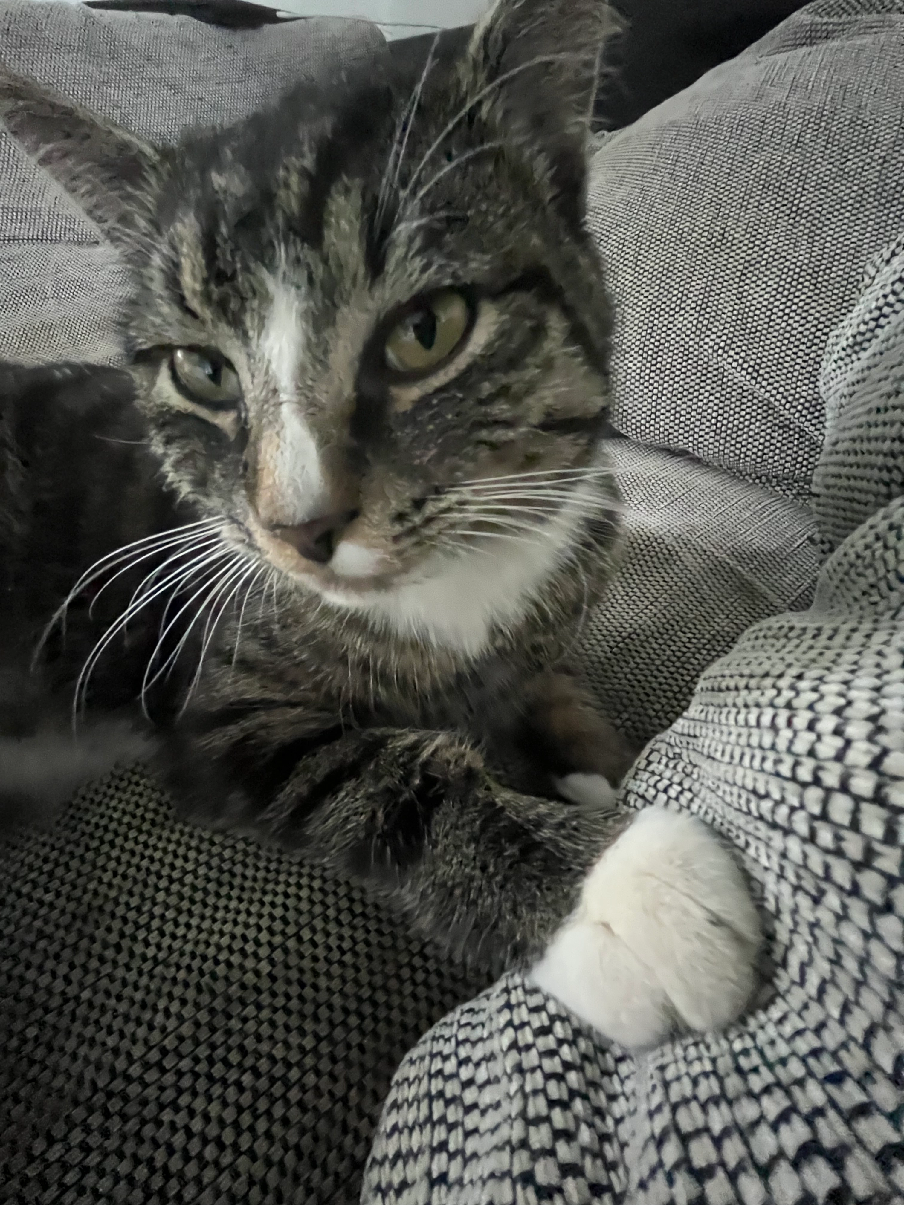 Felix - Struckbreite, Rodenberg