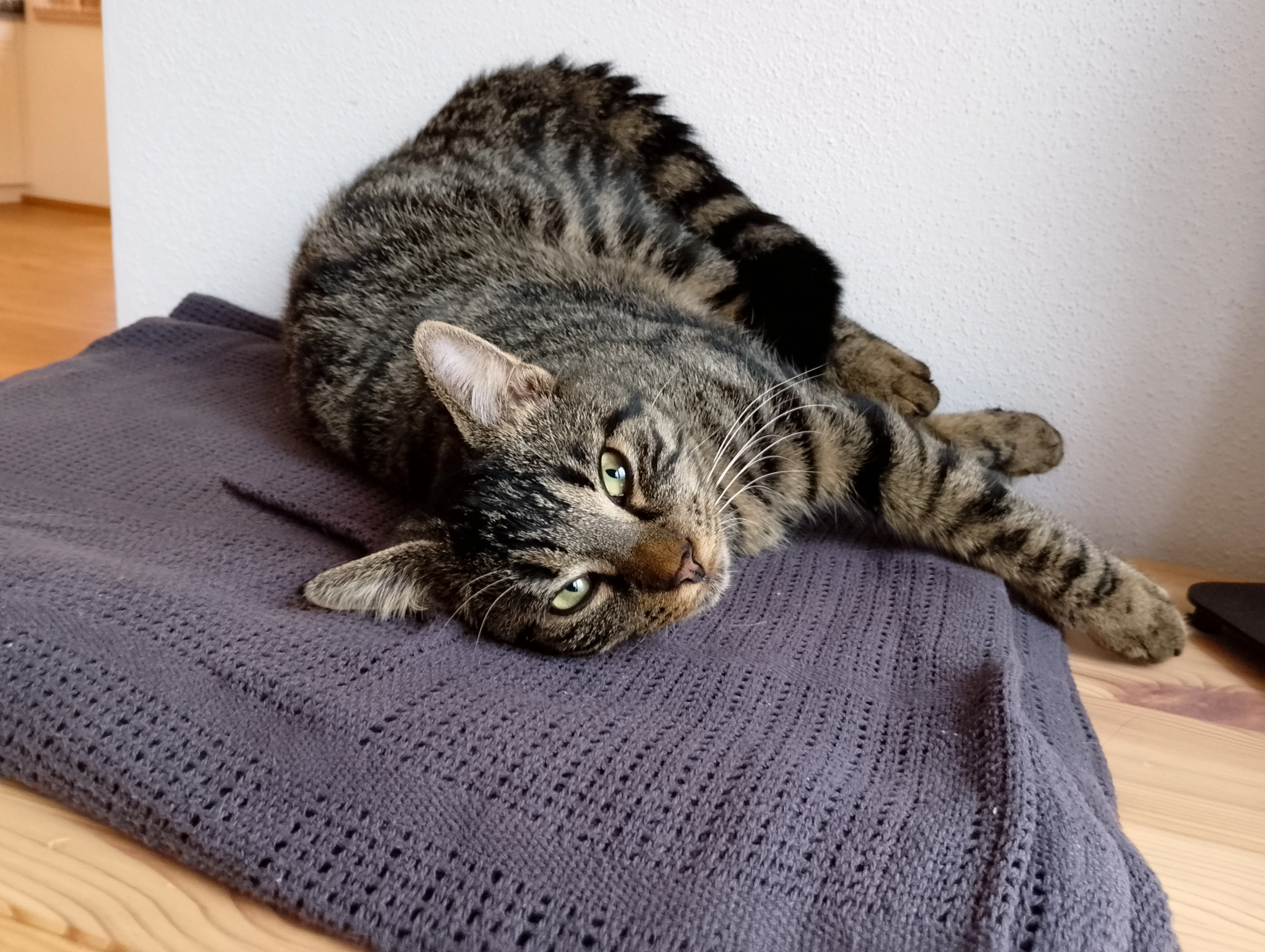 Max - Dietwies, Fridolfing