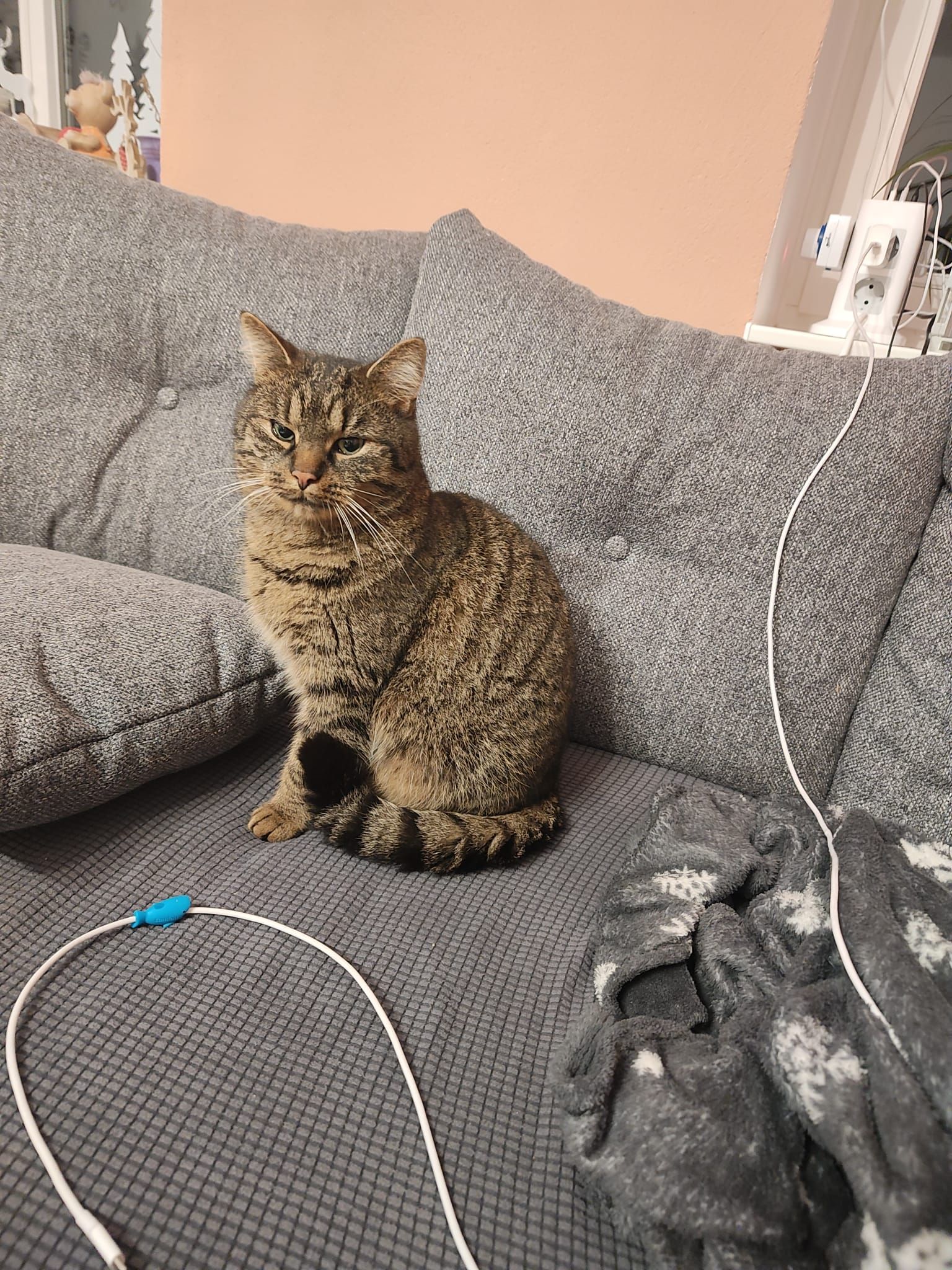 Yoshi - Altlöbauer Straße, Löbau