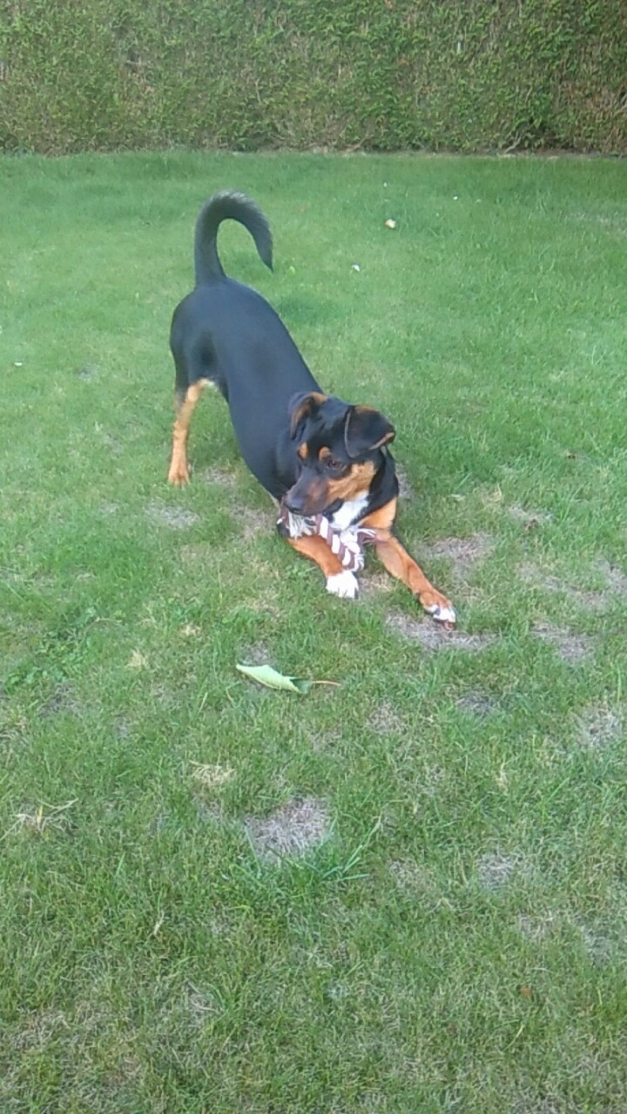 Micky - Rue Du Pâtis Tatelin, Rennes