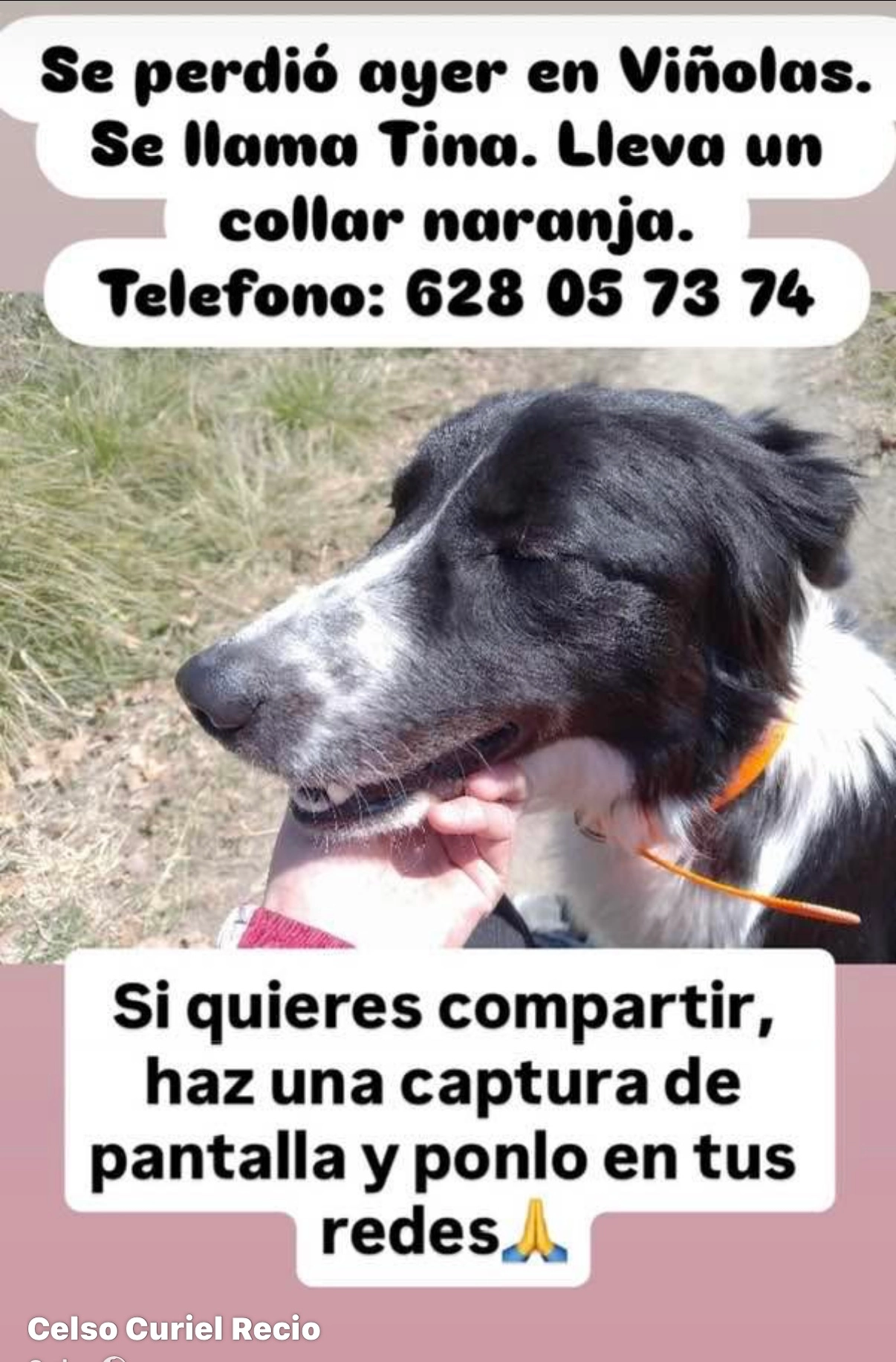 Tina Border colie  - Carretera Ribes, Les Masies de Voltregà