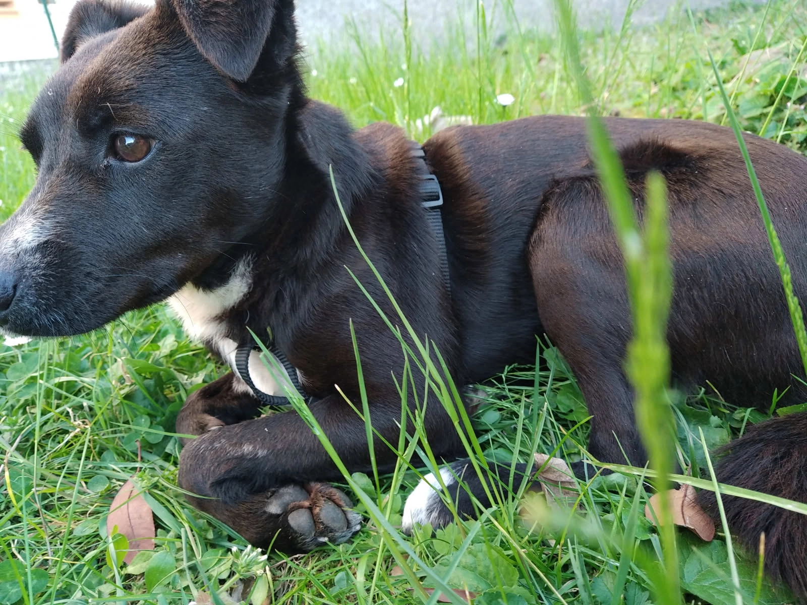 Palun  - Avenue d'Agen, Agen