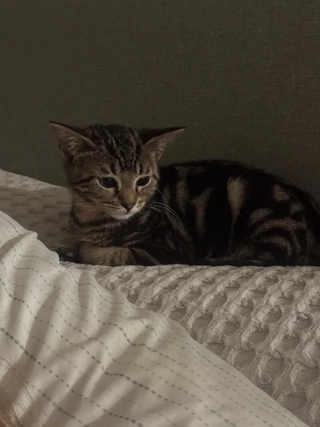 Lily - Dickinson Avenue, Carlisle