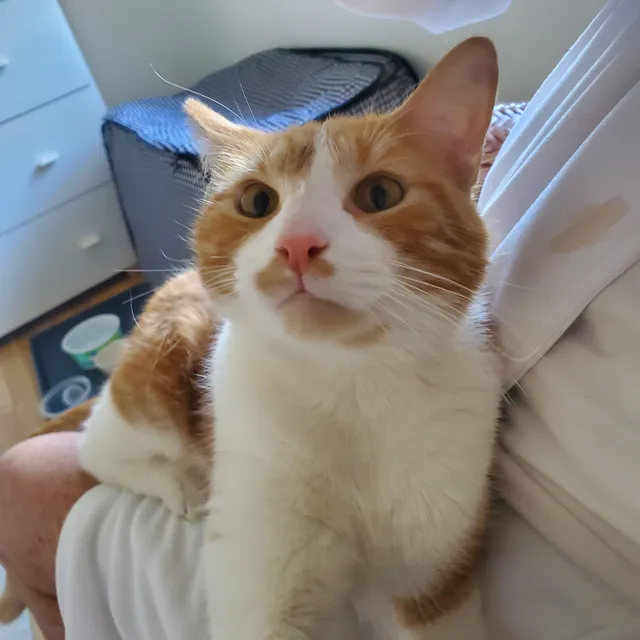 Found - 4816 W 92nd St, Oak Lawn